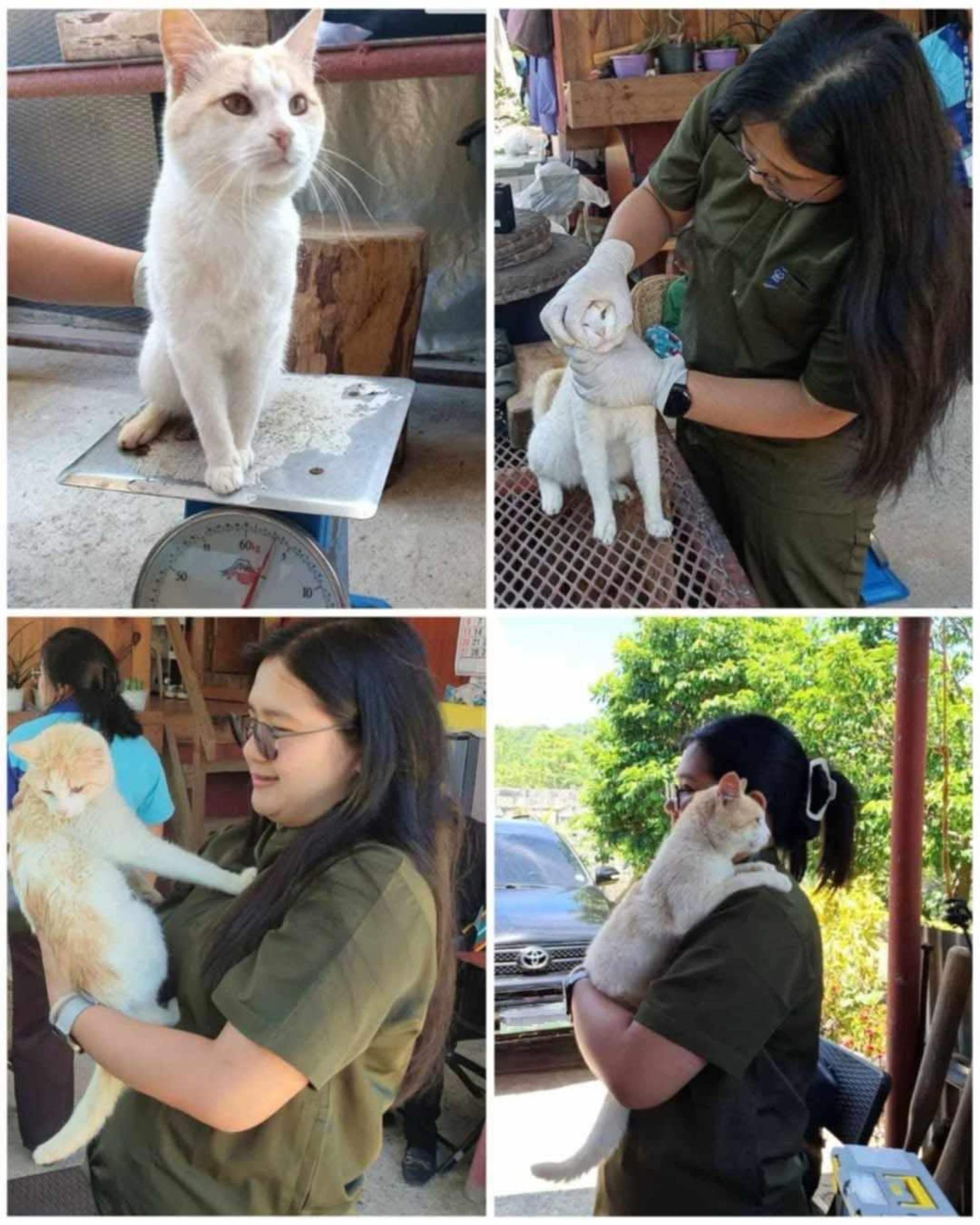 A veterinarian examines a cat named Pugal. Photo: Facebook/mount.pulag.2024 A veterinarian examines a cat named Pugal. Photo: Facebook/mount.pulag.2024