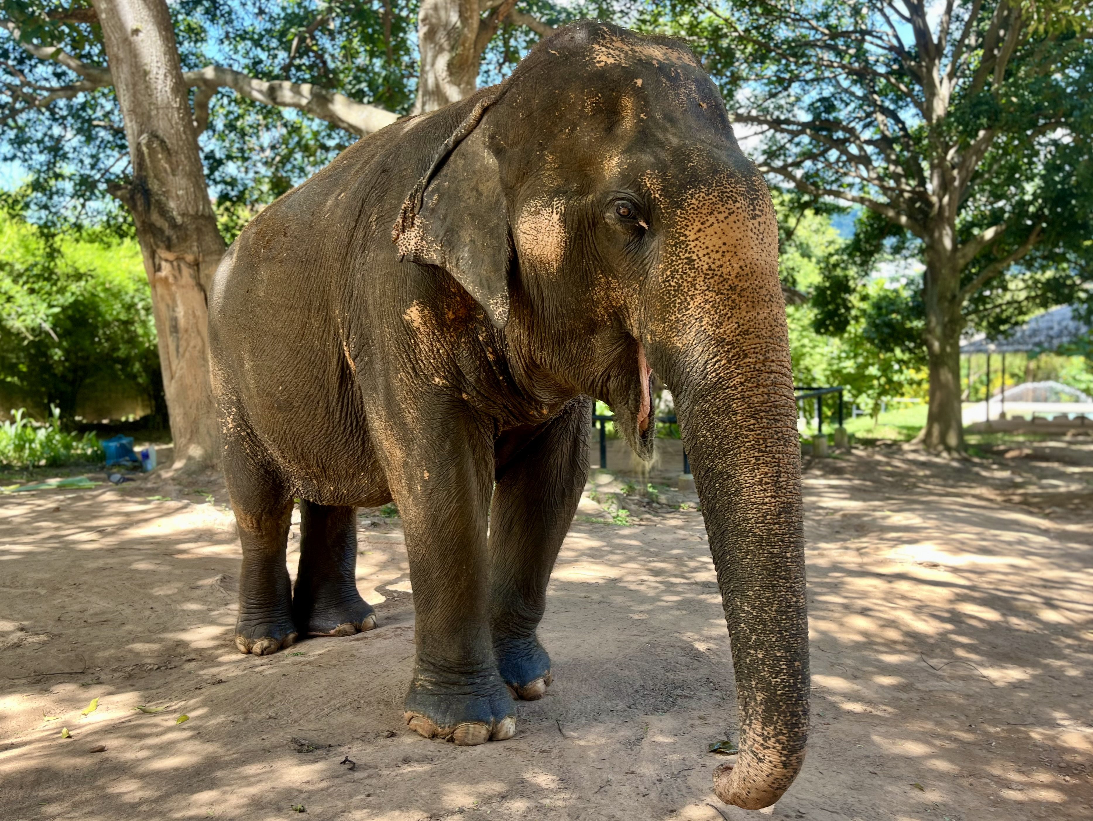 An elephant at the Samui Elephant Sanctuary. Photo: Kylie Knott