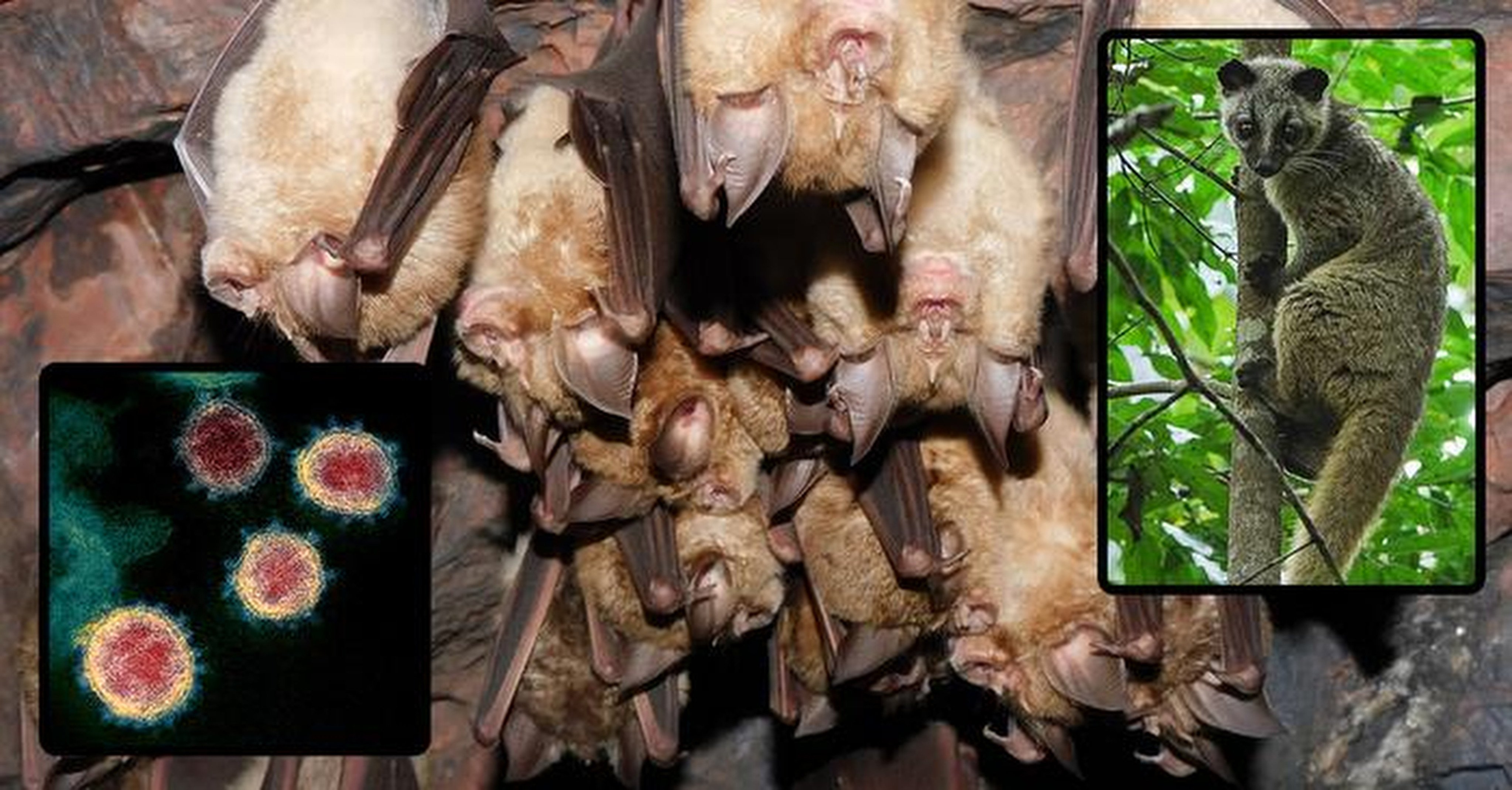 Horseshoe bats are the primary host for the ancestor of the viruses behind Covid-19 and the Sars outbreak of 2002-2004. Photo: Handout