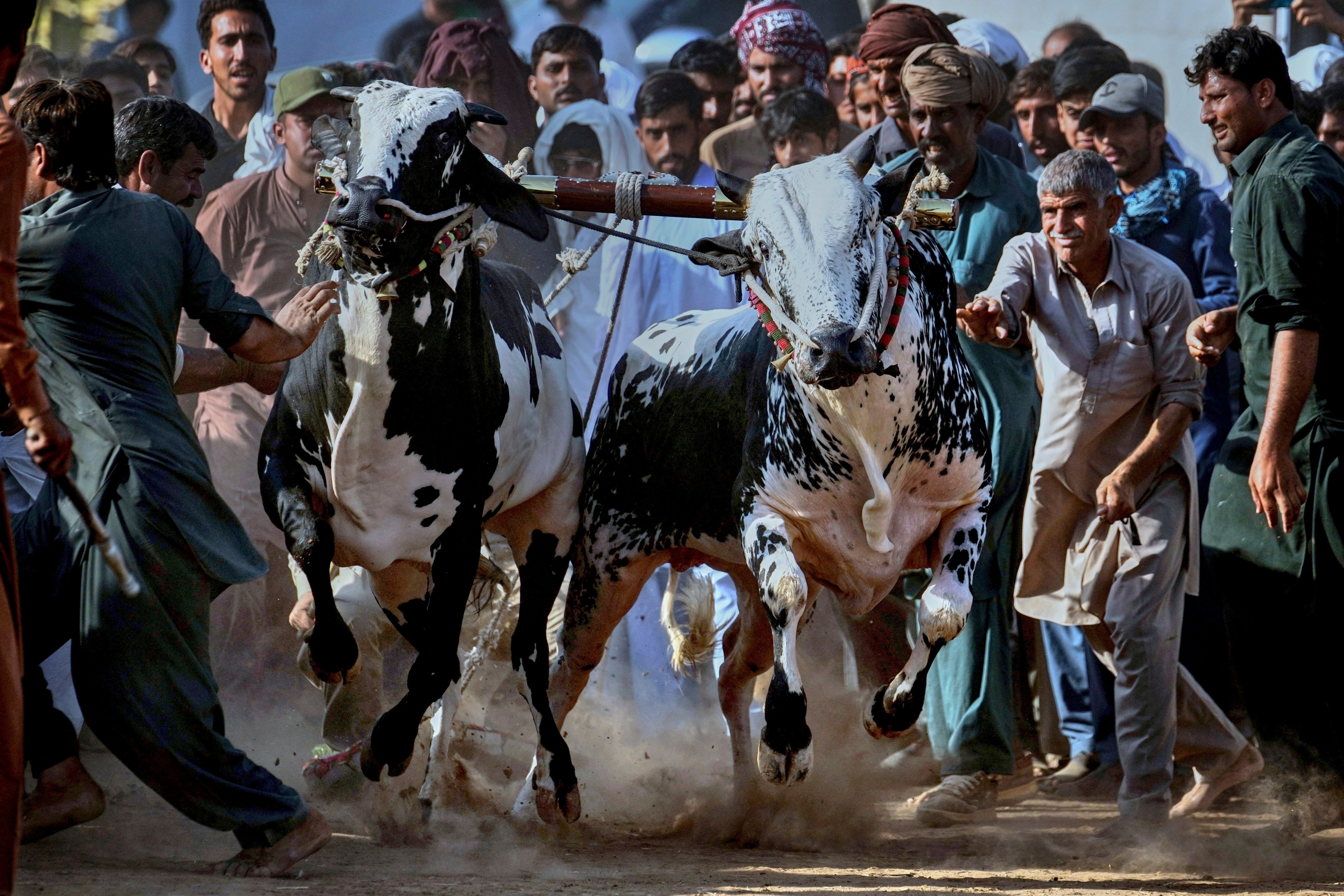 A traditional bull race in Malal, a village in Pakistan, on May 15, 2025. Photo: AP