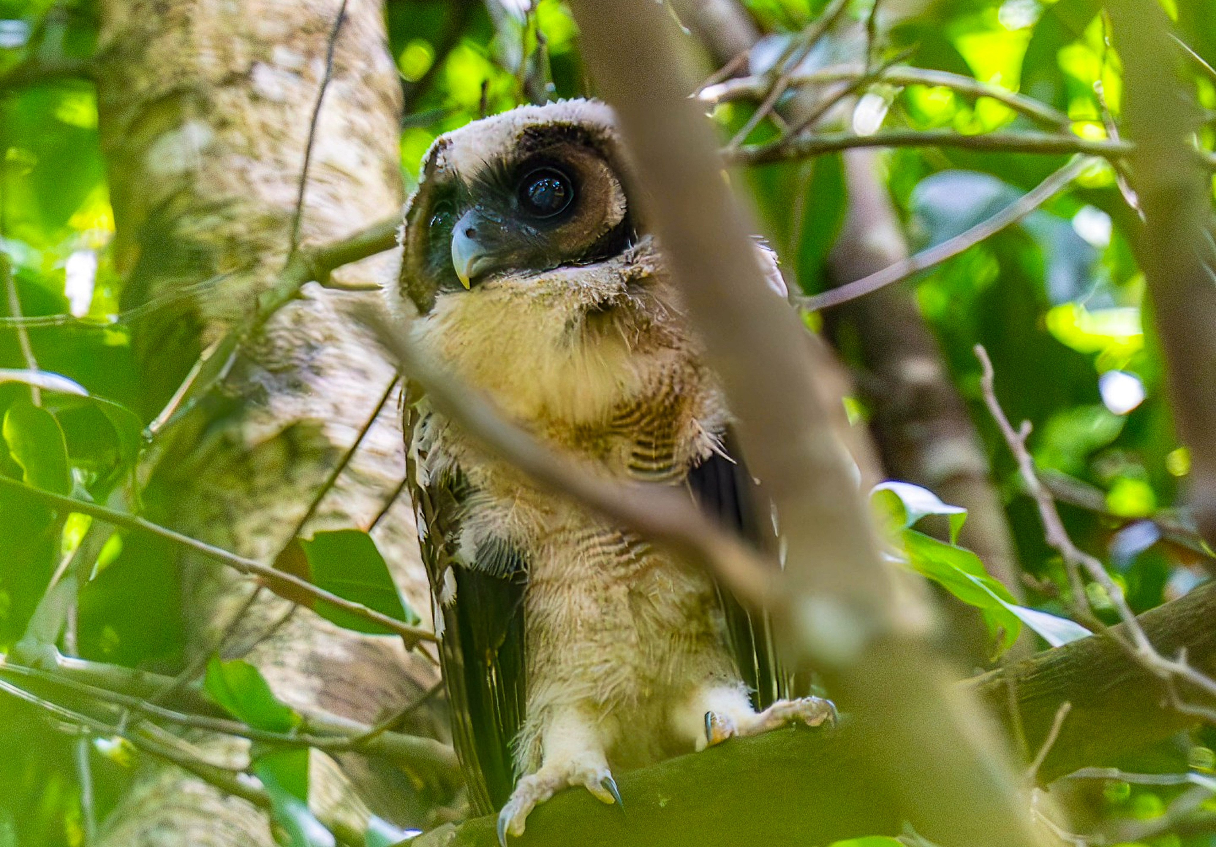 With distinctively deep and dark brown eyes, the brown wood owl is native to Hong Kong, according to the Kadoorie Farm and Botanic Garden website.  Photo: Handout