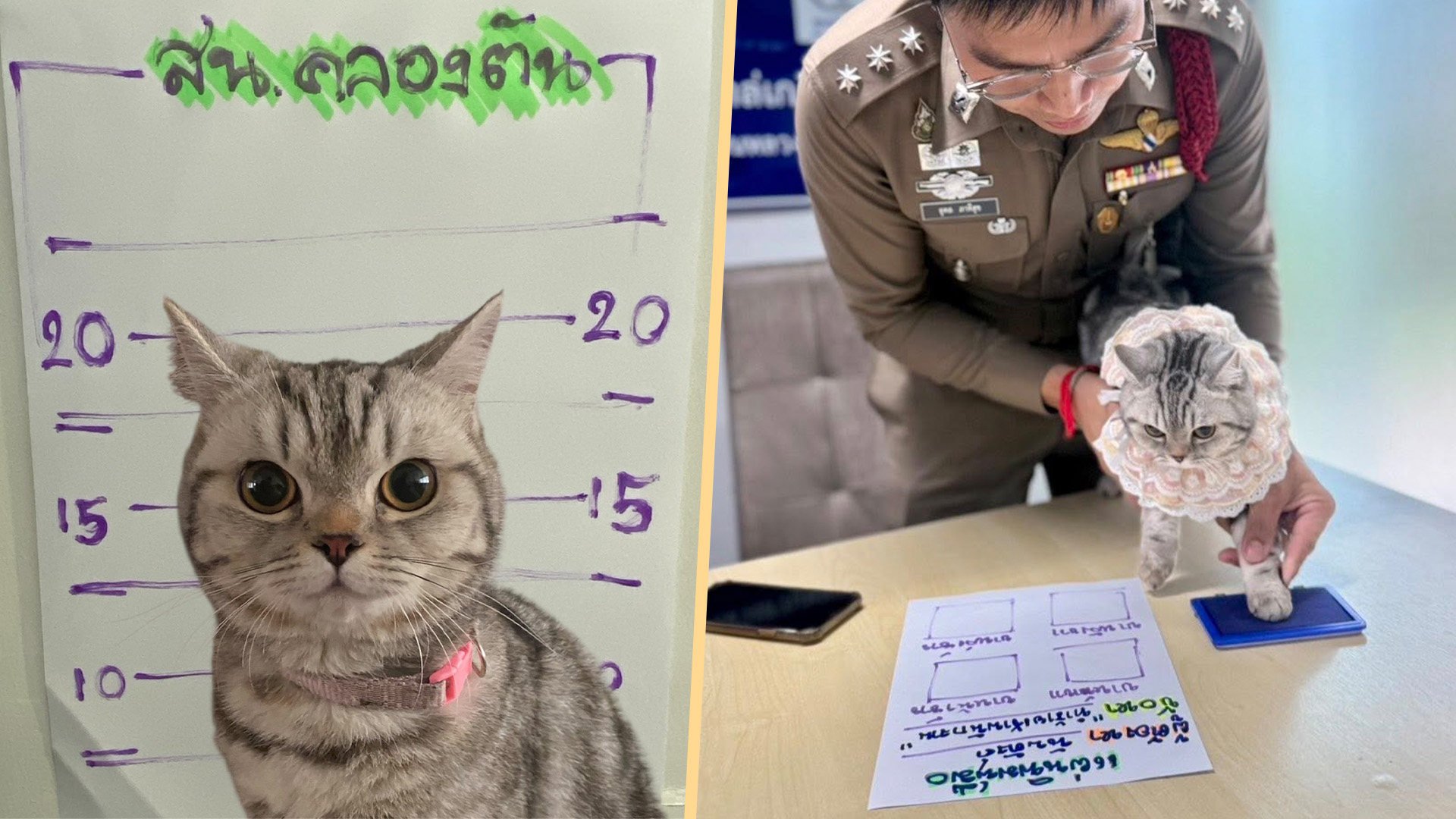 A feisty Thai cat has became an online sensation after being “arrested” and having her mugshot taken for attacking police officers. Photo: SCMP composite/Facebook