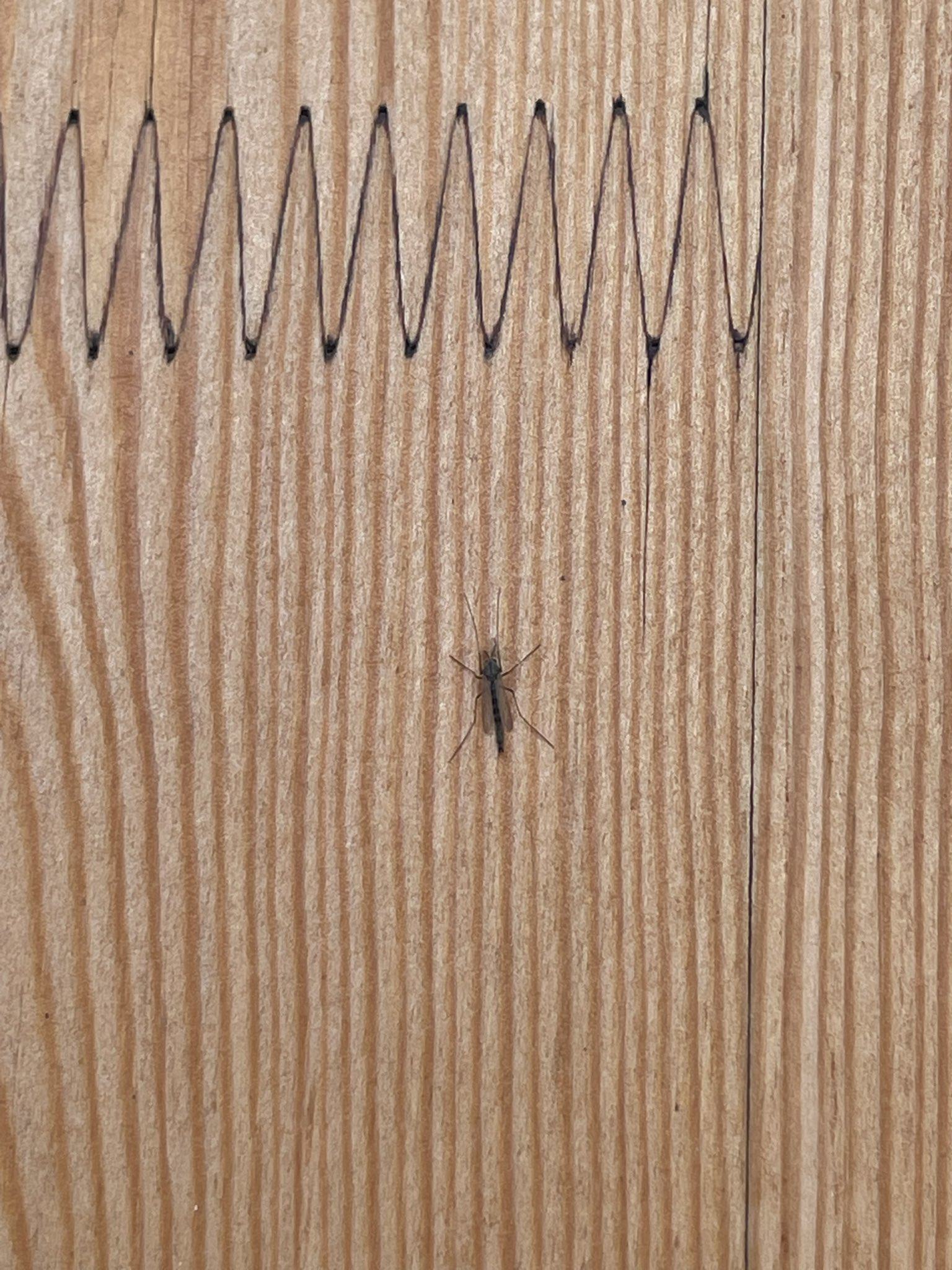 A close-up of one of the insects swarming the Osaka World Expo. Photo: X/@TomoPlanz