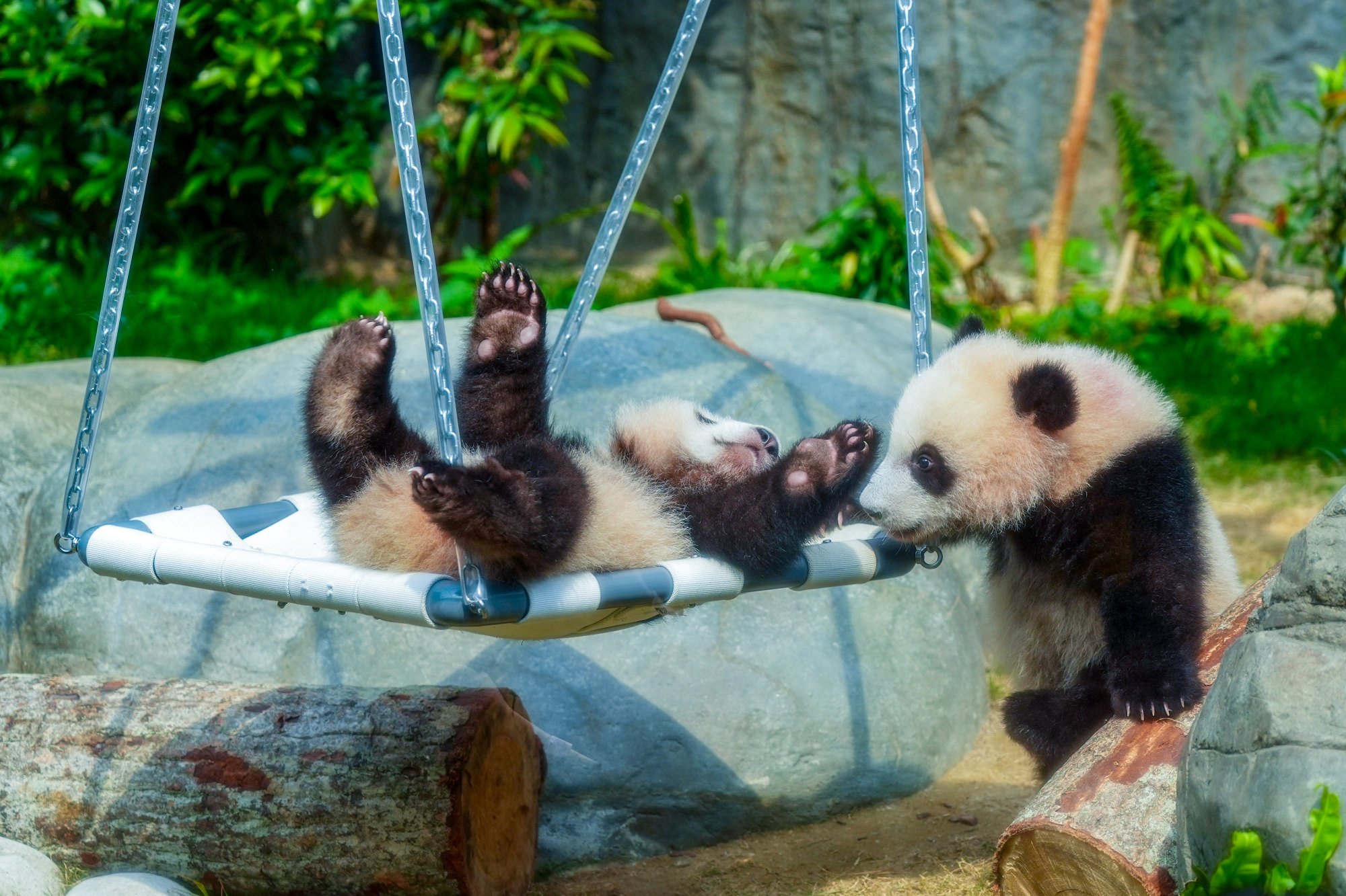 The panda twin cubs made their public debut on February 16. Photo: Eugene Lee