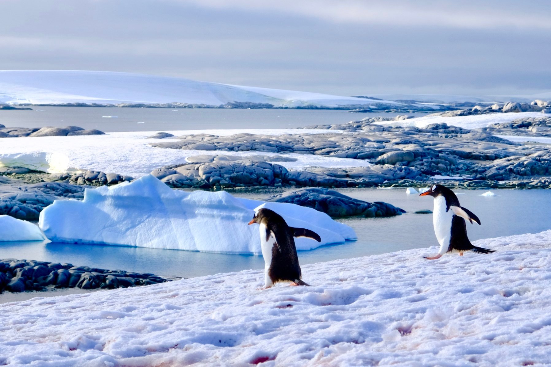 Antarctic penguin poop may create cooling clouds, offering a surprising defence against climate change. Photo: Handout
