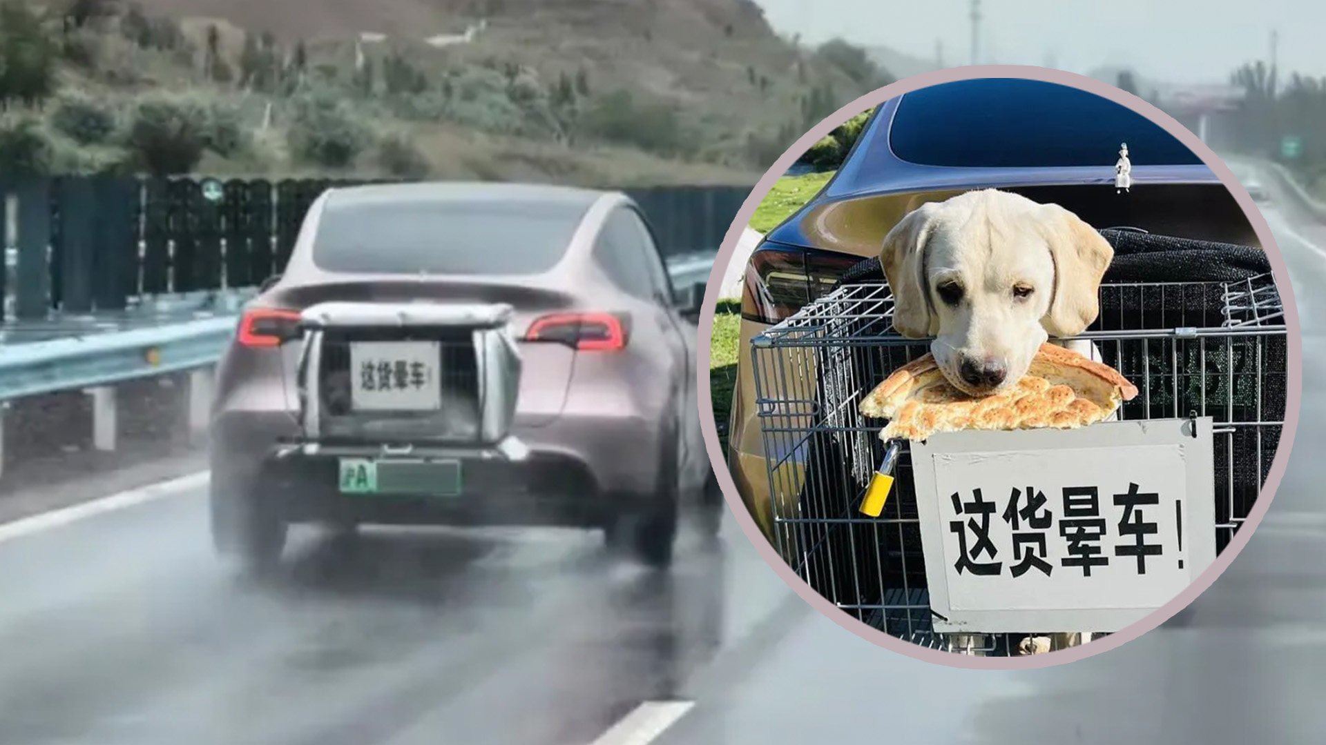 A dog owner in China has gone viral for taking his carsick-prone pet dog on a road trip, securing the canine in a cage attached to the back of the car with a funny sign. Photo: SCMP composite/Baidu/QQ.com