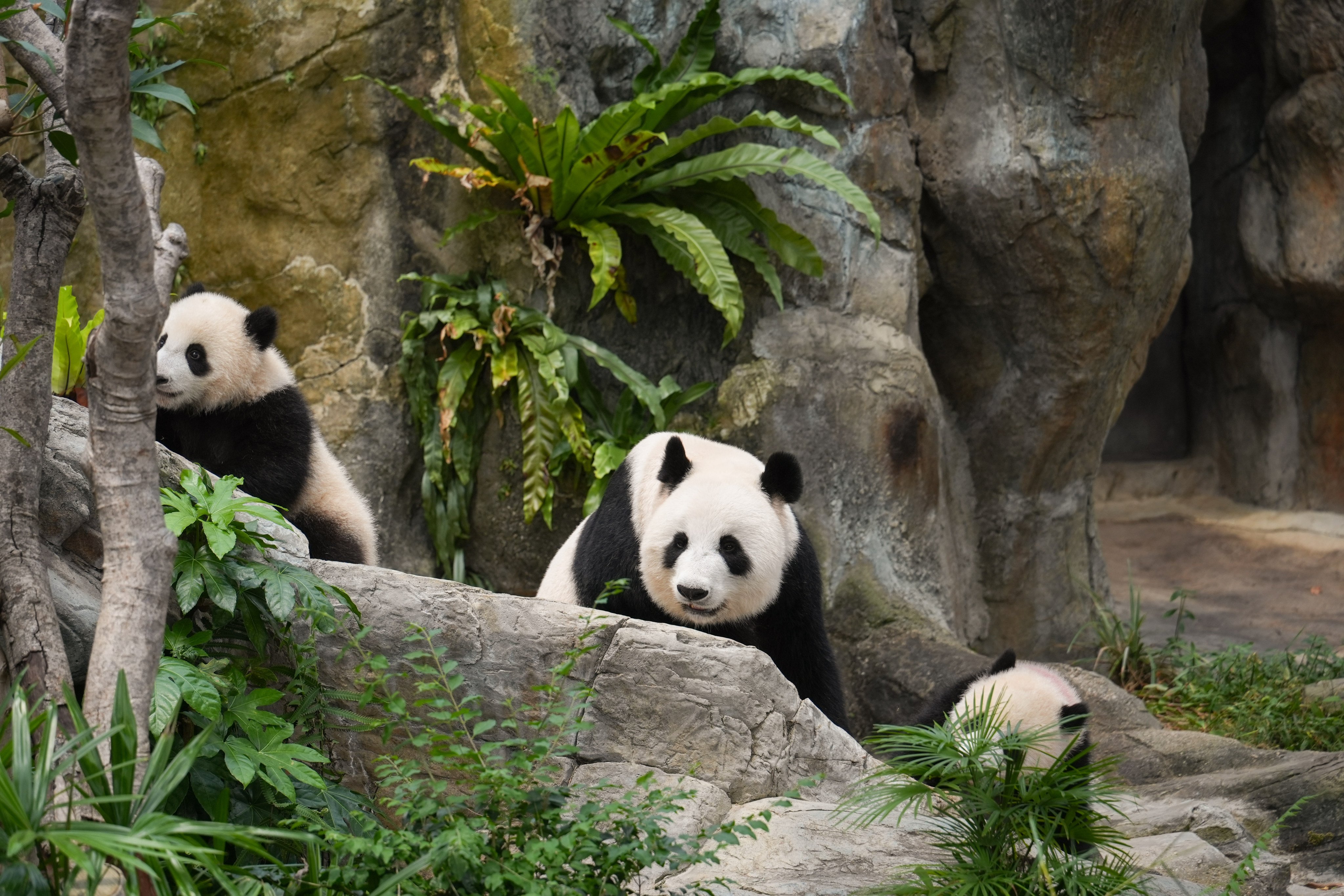 Panda mum Ying Ying and her twin cubs, Jia Jia (left) and De De, at Ocean Park’s Giant Panda Adventure on Tuesday. Photo: Eugene Lee