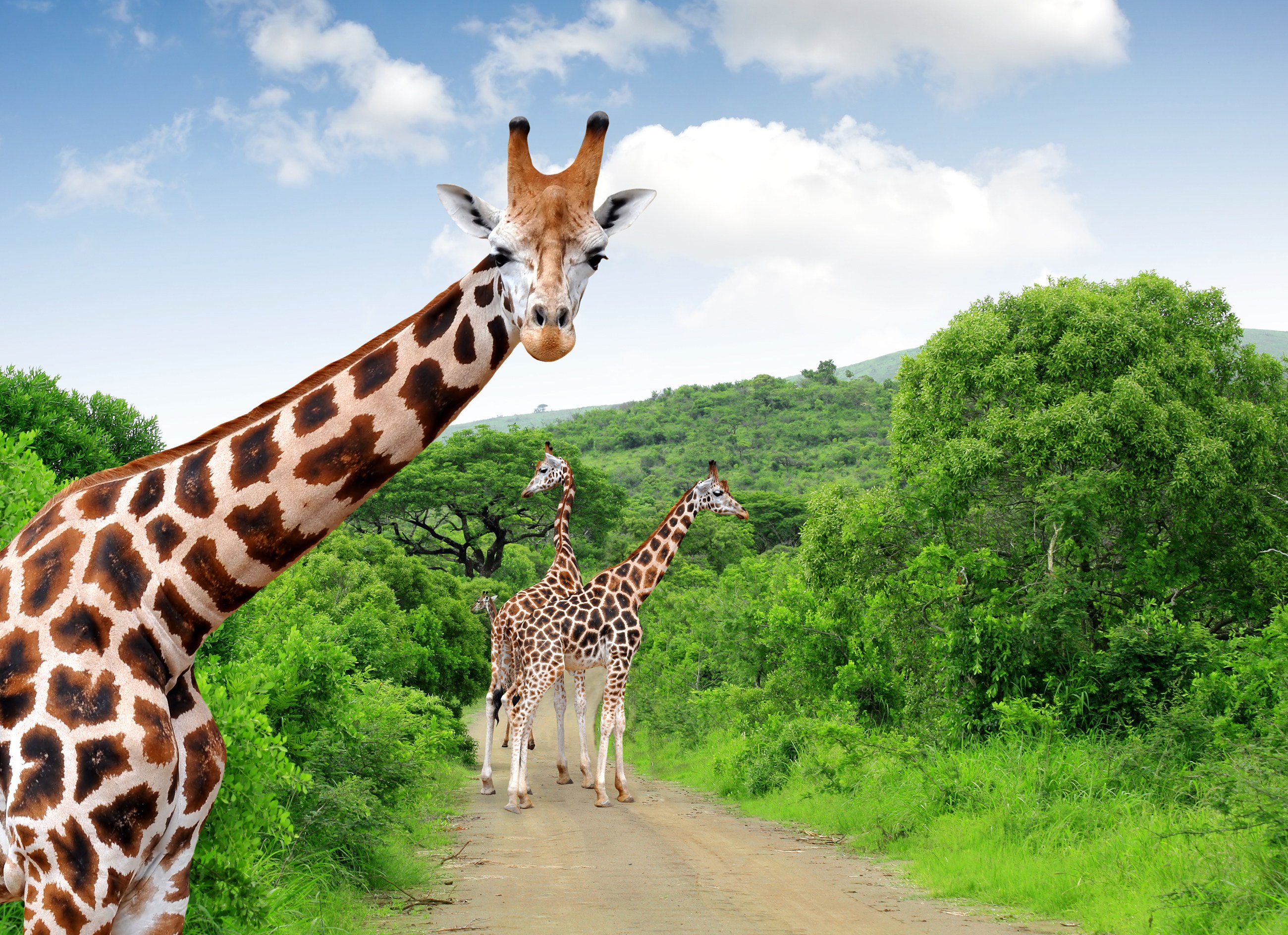 The 19th century French naturalist Jean-Baptiste Lamarck’s proposed that giraffes have long necks because their shorter-necked ancestors had to reach for food. Photo: Shutterstock