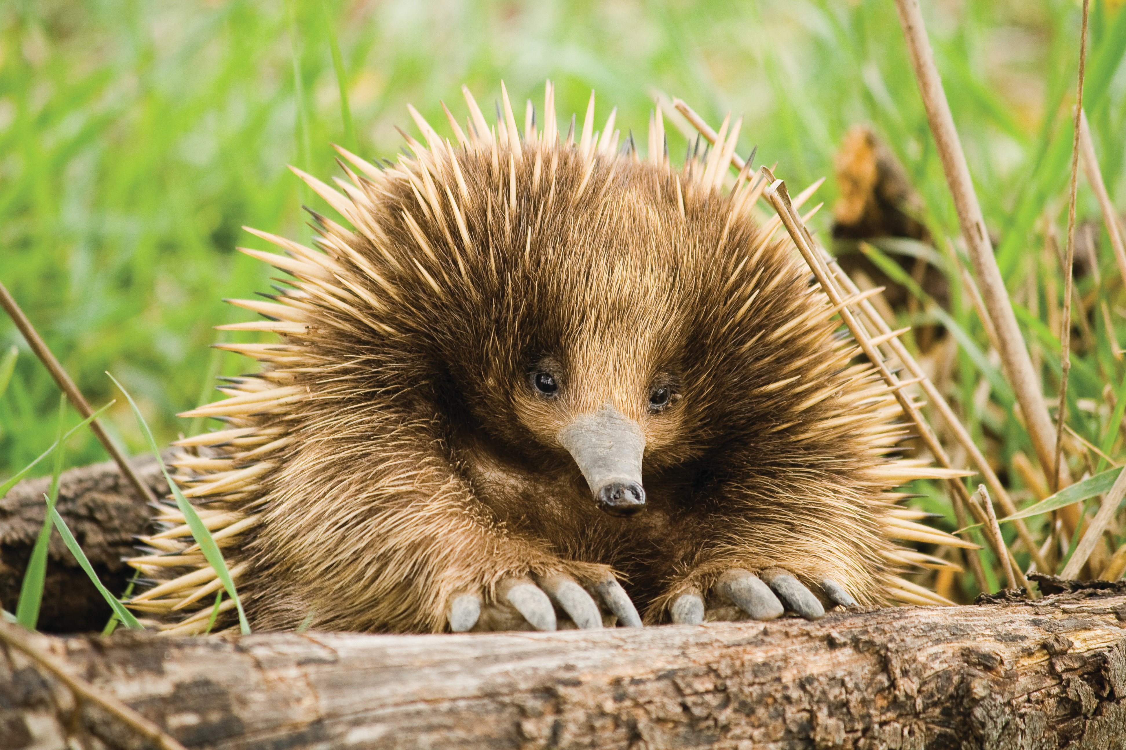 Scientists have revealed echidnas’ aquatic ancestry, explaining that their unique traits, like backward-pointing hind feet and a diving reflex, evolved from their water-dwelling past. Photo: Shutterstock