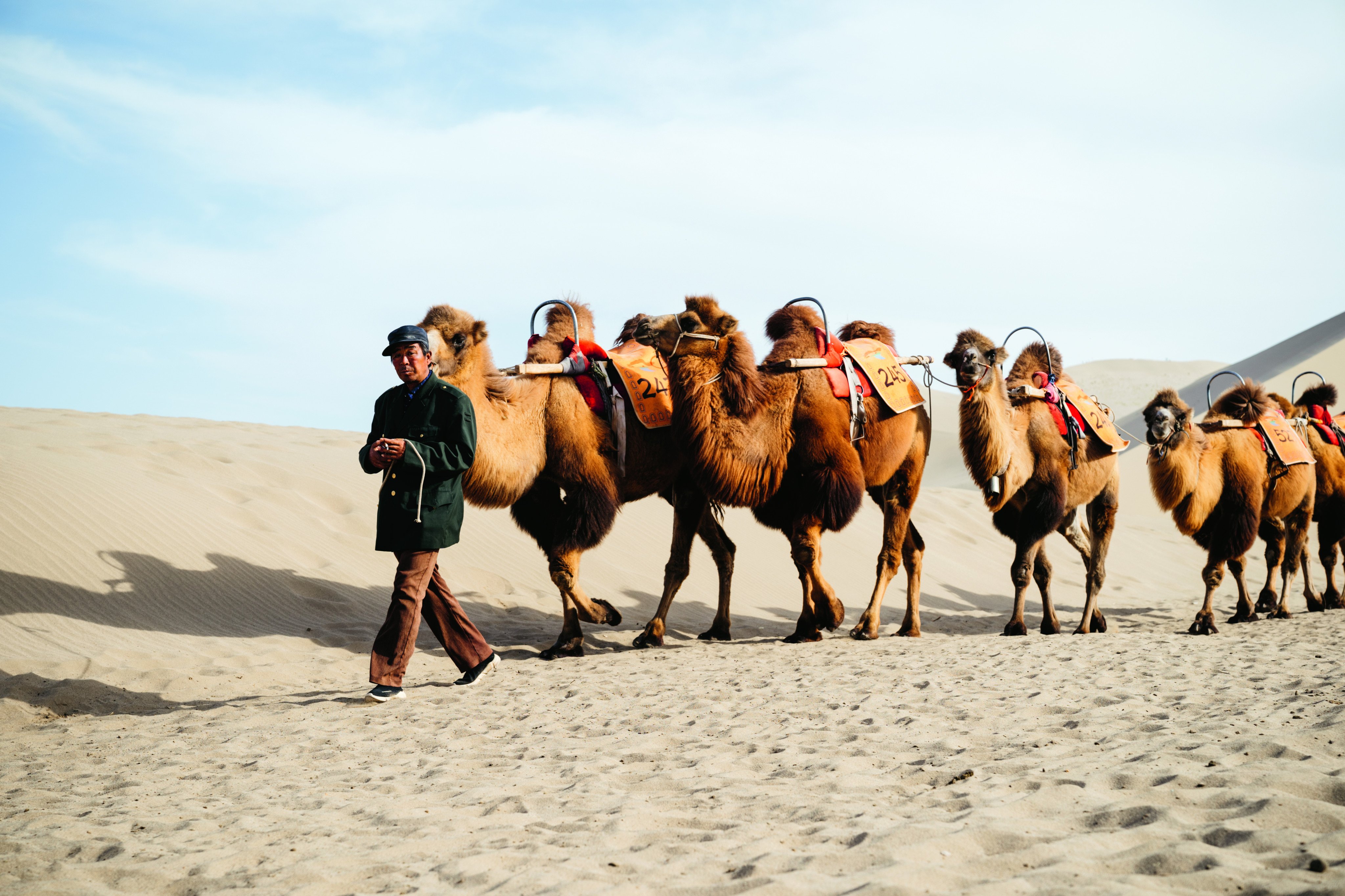 During the days of the ancient Silk Road, caravans of Bactrian camels would have travelled through the Gobi Desert carrying goods intended for sale in distant markets to the west. Today, they carry tourists on desert tours. Photo: Christopher Wilton-Steer