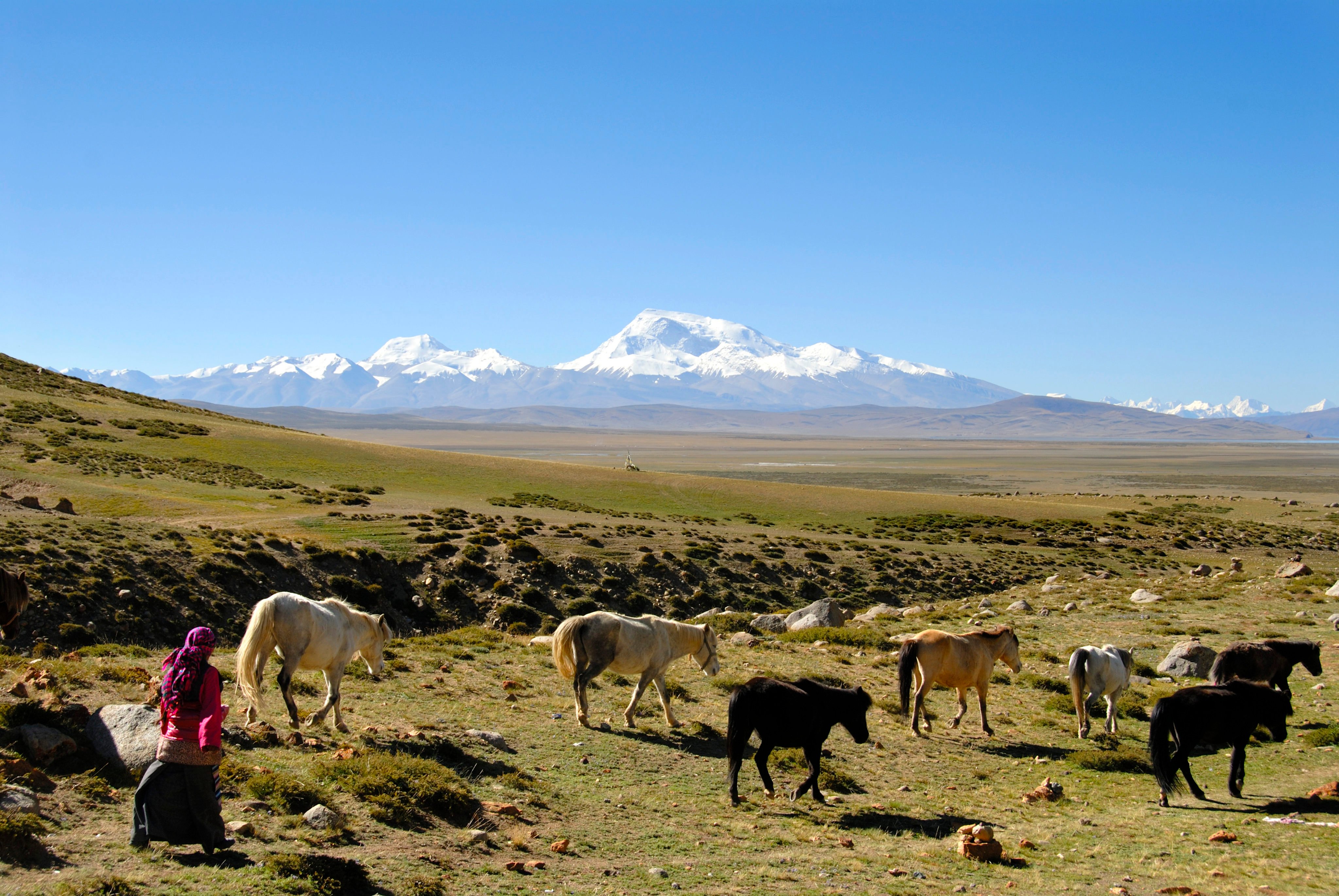 The origins of populations living on the Tibetan Plateau, and how their ancestors migrated, adapted and settled in this cold, oxygen-poor land, have long been a mystery to the academic community. Photo: Getty Images