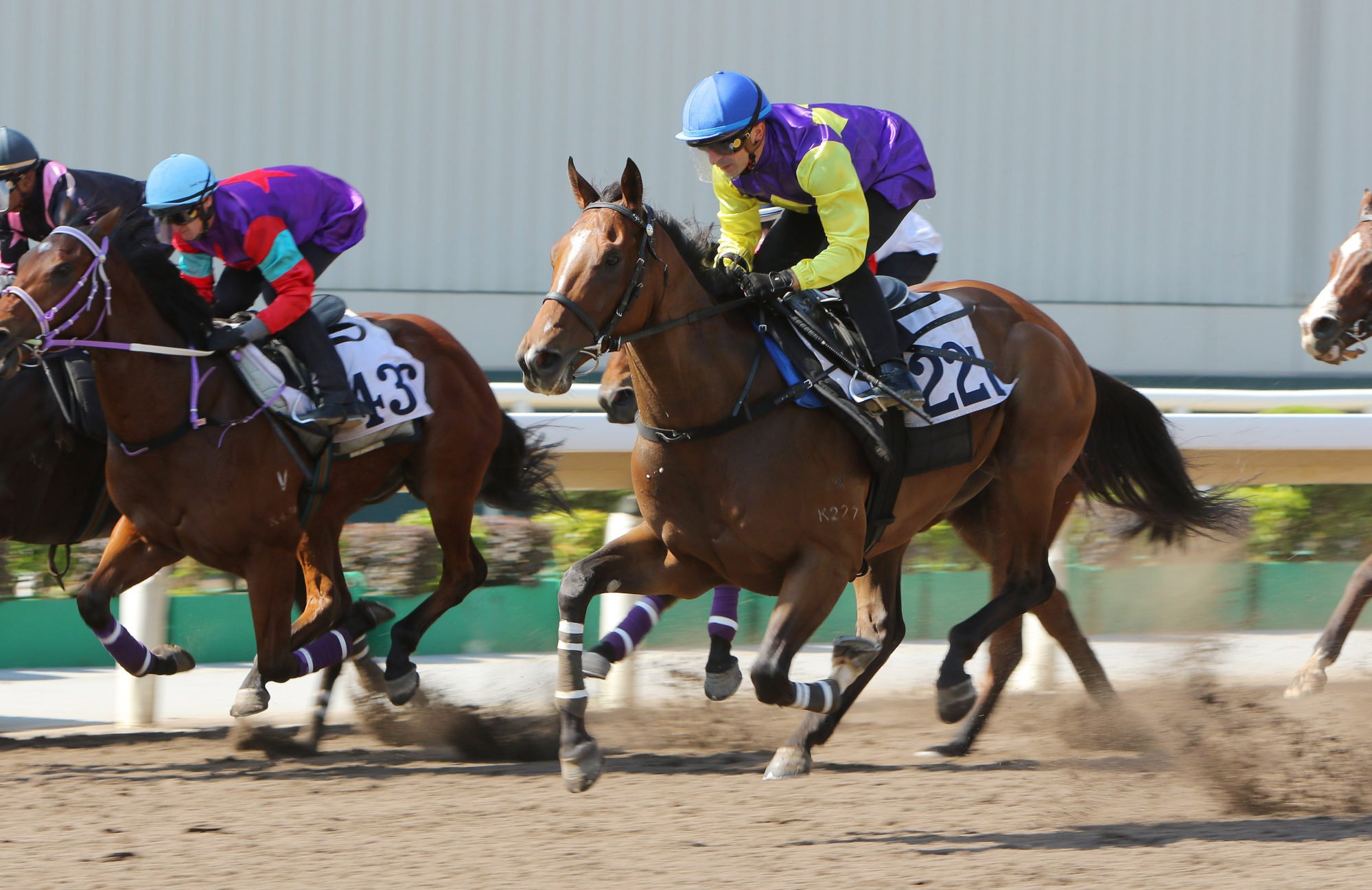 Colourful King wins a barrier trial at Sha Tin last month. Colourful King wins a barrier trial at Sha Tin last month.