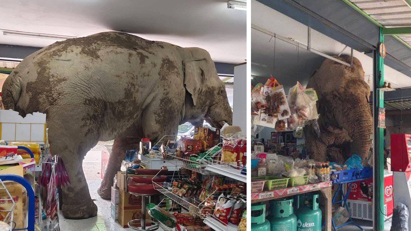 Plai Biang Lek, a male elephant, has gone viral after wandering into a local convenience store and grabbing some snacks without paying.  Photo: Facebook / ที่นี่เขาใหญ่