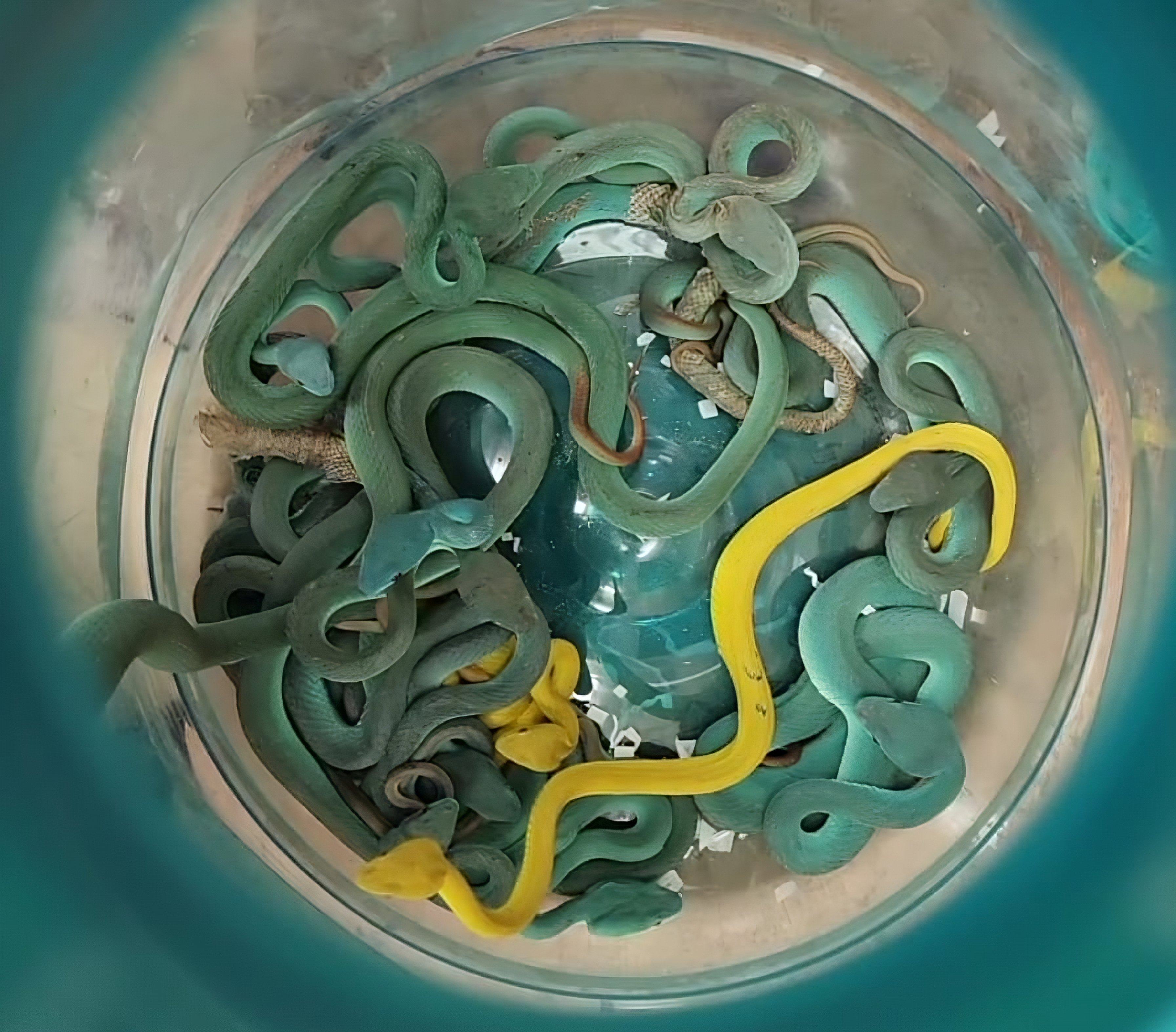 A bucket full of snakes that were seized from an Indian national’s luggage upon his arrival in Mumbai from Thailand on Sunday. Photo: X/MumbaiCus3
