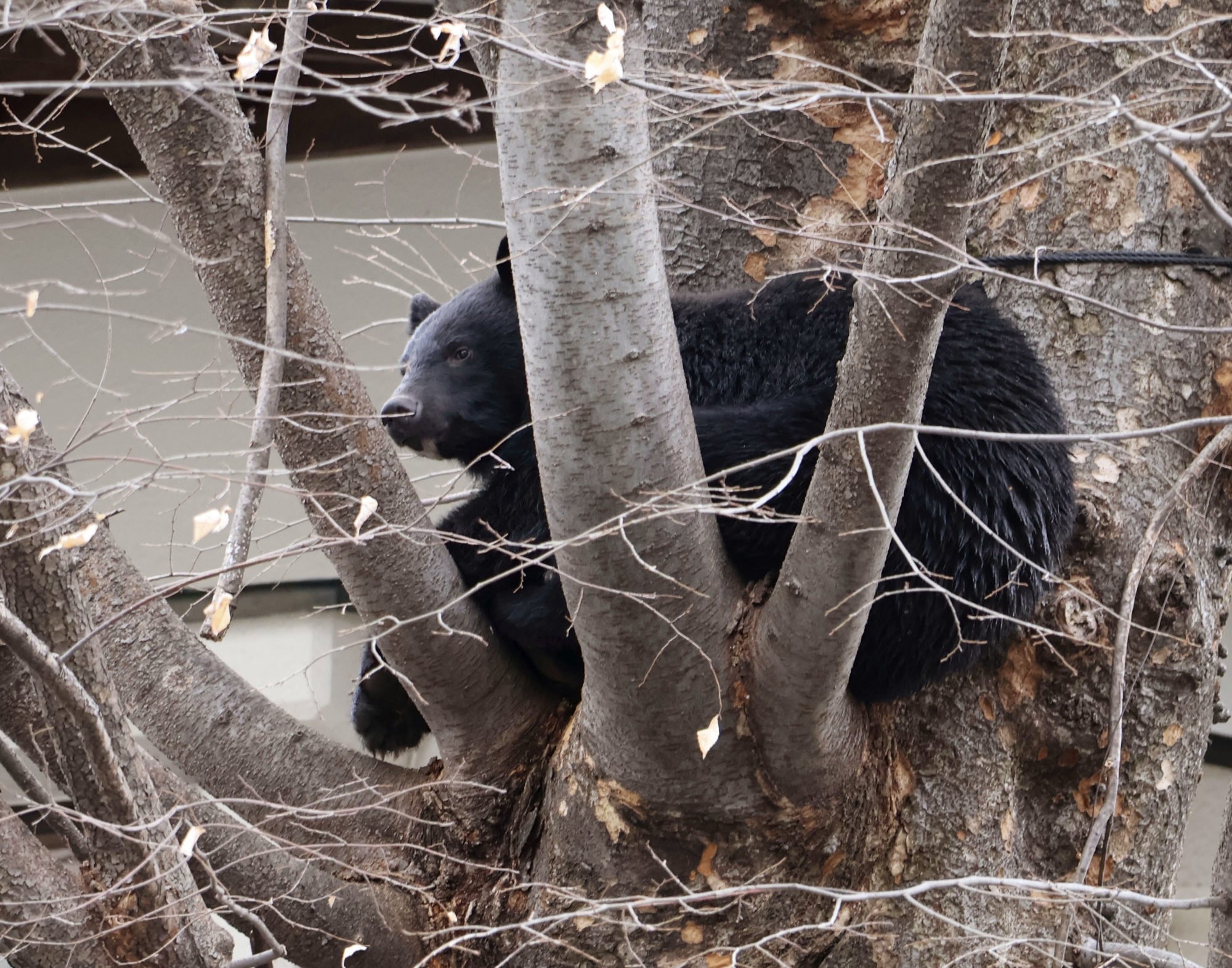 A bear climbs a tree on the premises of a temple in a residential area in Morioka, the capital of Iwate prefecture in northeastern Japan. Photo: Kyodo A bear climbs a tree on the premises of a temple in a residential area in Morioka, the capital of Iwate prefecture in northeastern Japan. Photo: Kyodo