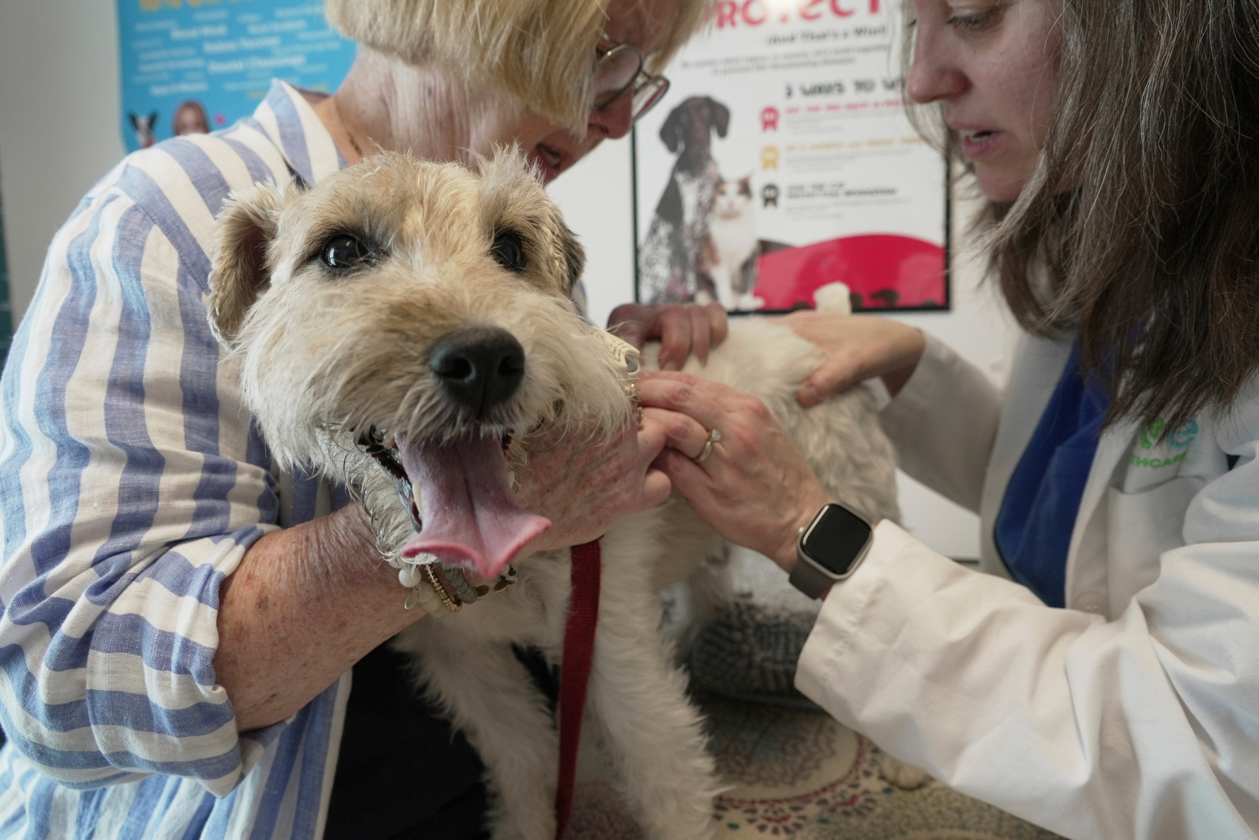Dr. Karen Woodard (right), medical director at Thrive Pet Healthcare - Elmhurst, in the US state of Illinois, checks for fleas and ticks on Mr Friedman, an allergy-prone dog owned by Gail Friedman (left), on May 13, 2025. Photo: AP