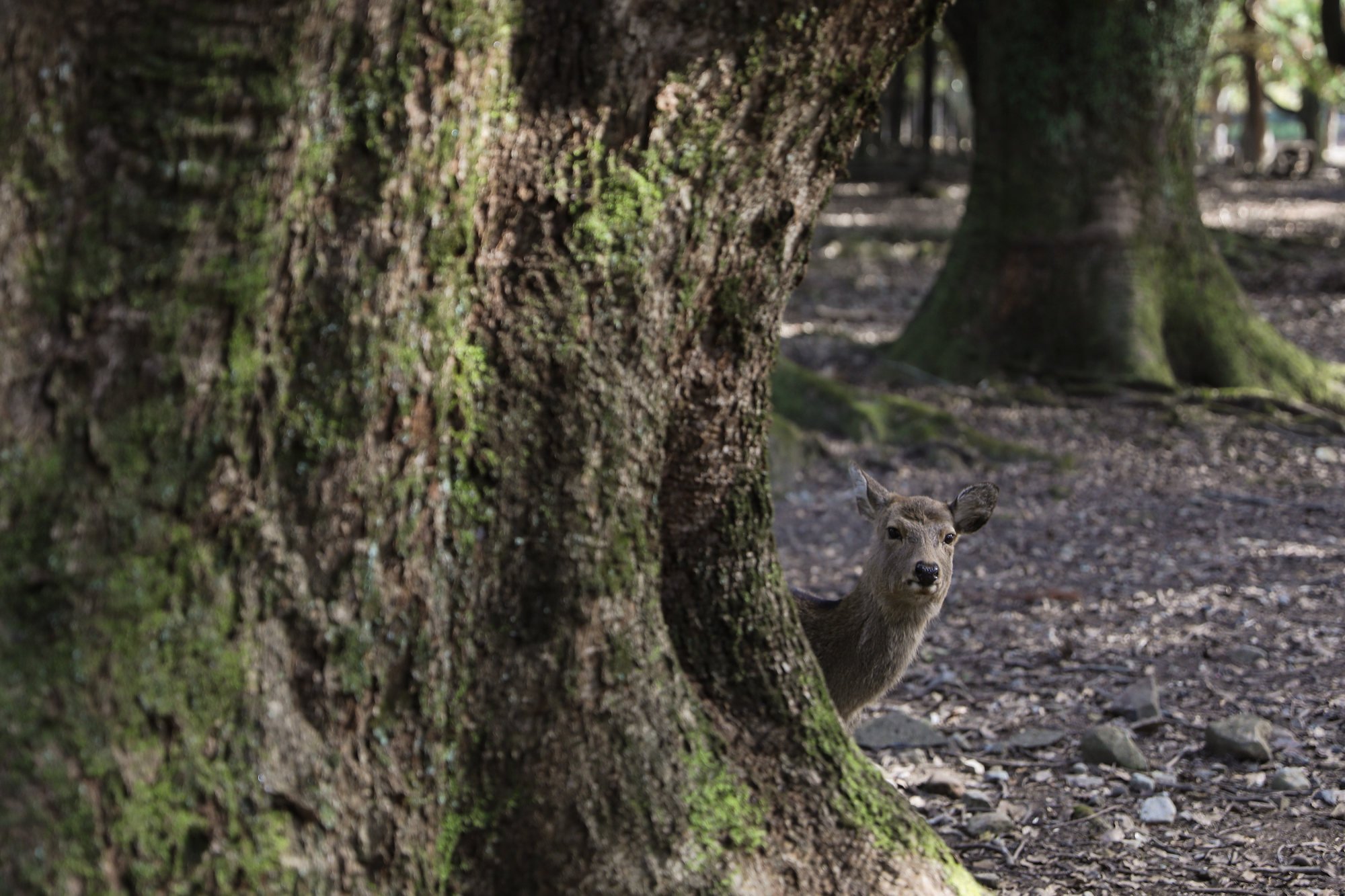 Deer, wild boar and monkeys have helped contribute to billions of yen in agricultural damage each year in Japan. Photo: Xinhua Deer, wild boar and monkeys have helped contribute to billions of yen in agricultural damage each year in Japan. Photo: Xinhua