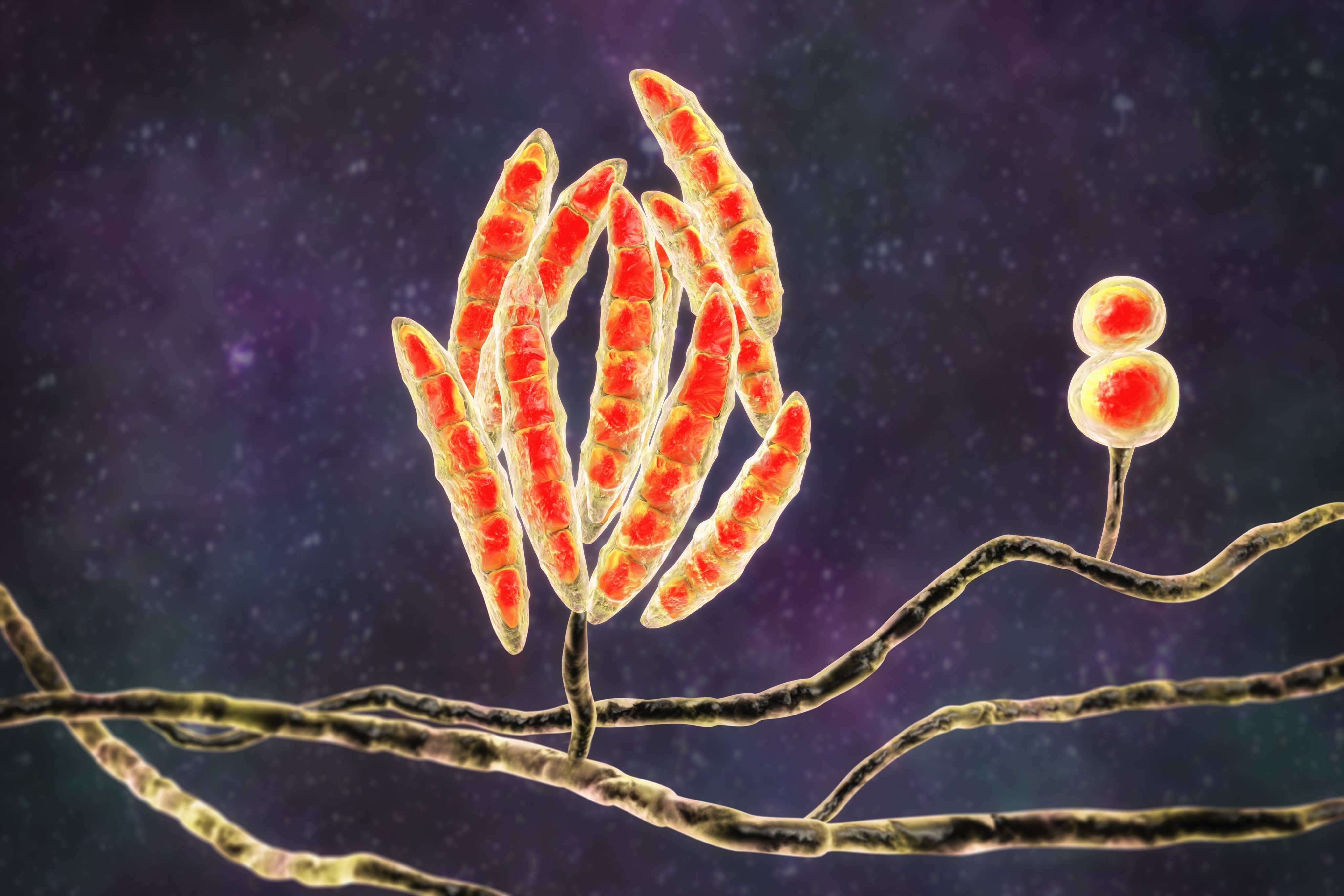 Fusarium fungi is depicted in a 3D illustration. Image: Shutterstock