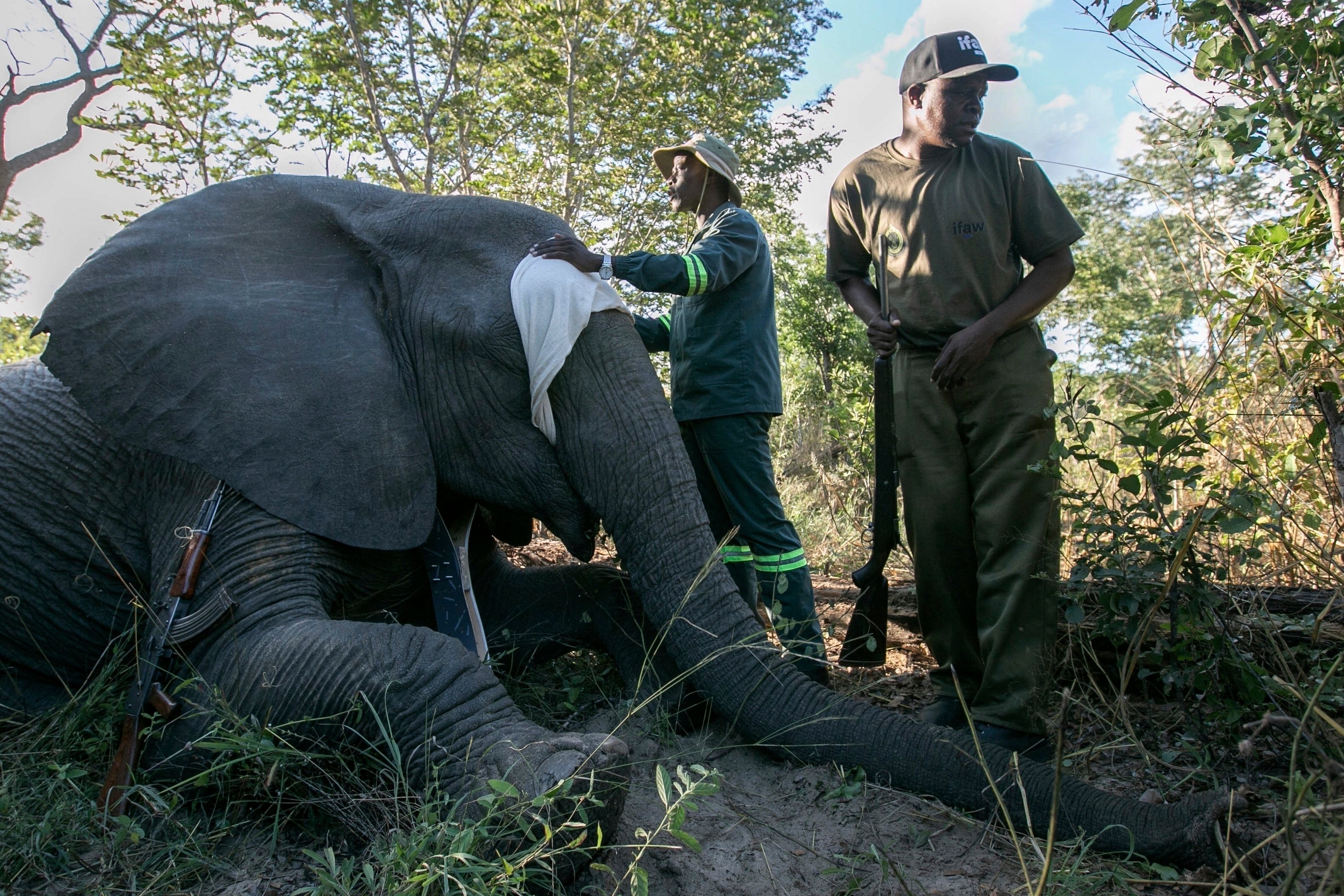 Zimbabwe Parks and Wildlife Management Authority and the International Fund for Animal Welfare officers stand around a collared elephant in Hwange National Park, Zimbabwe, in April. Photo: AP