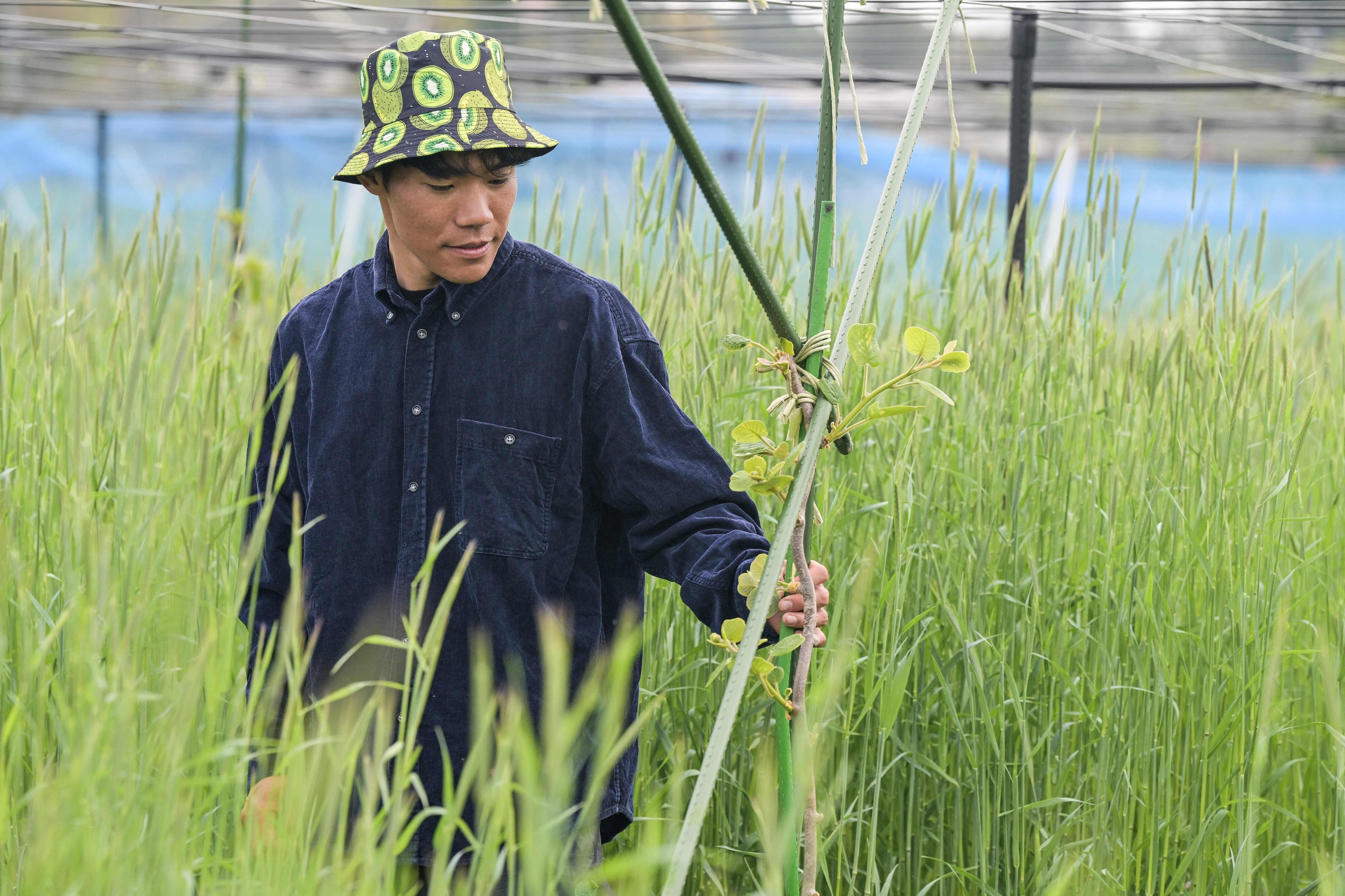 Japanese farmer Takuya Haraguchi on his kiwi farm in Okuma, Fukushima. AFP