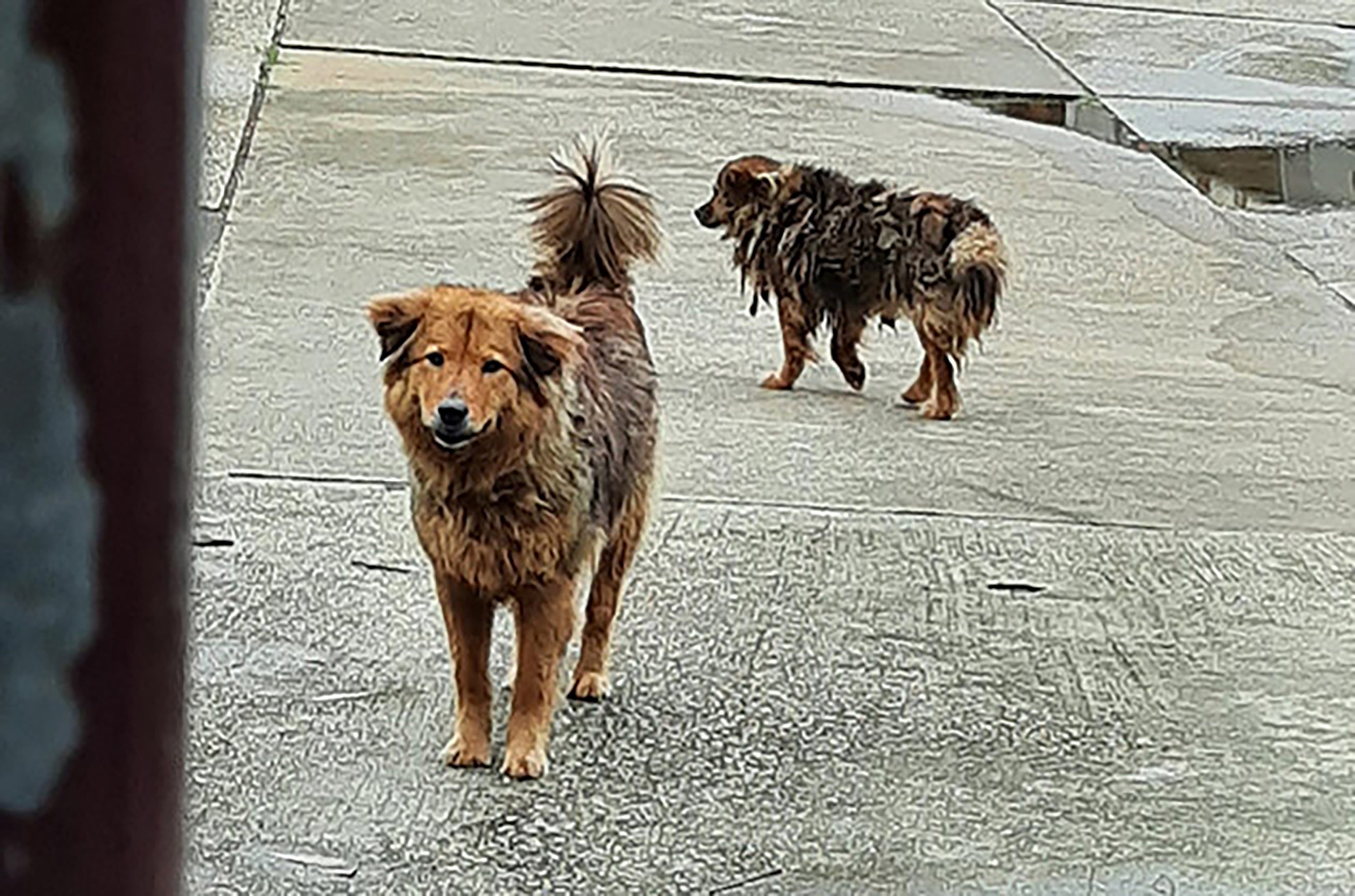 The two female mongrels “Dai Mui” and “Sai Mui” were often seen on the grounds of Po Lin Monastery before they were captured by Ng. Photo: Animal Post