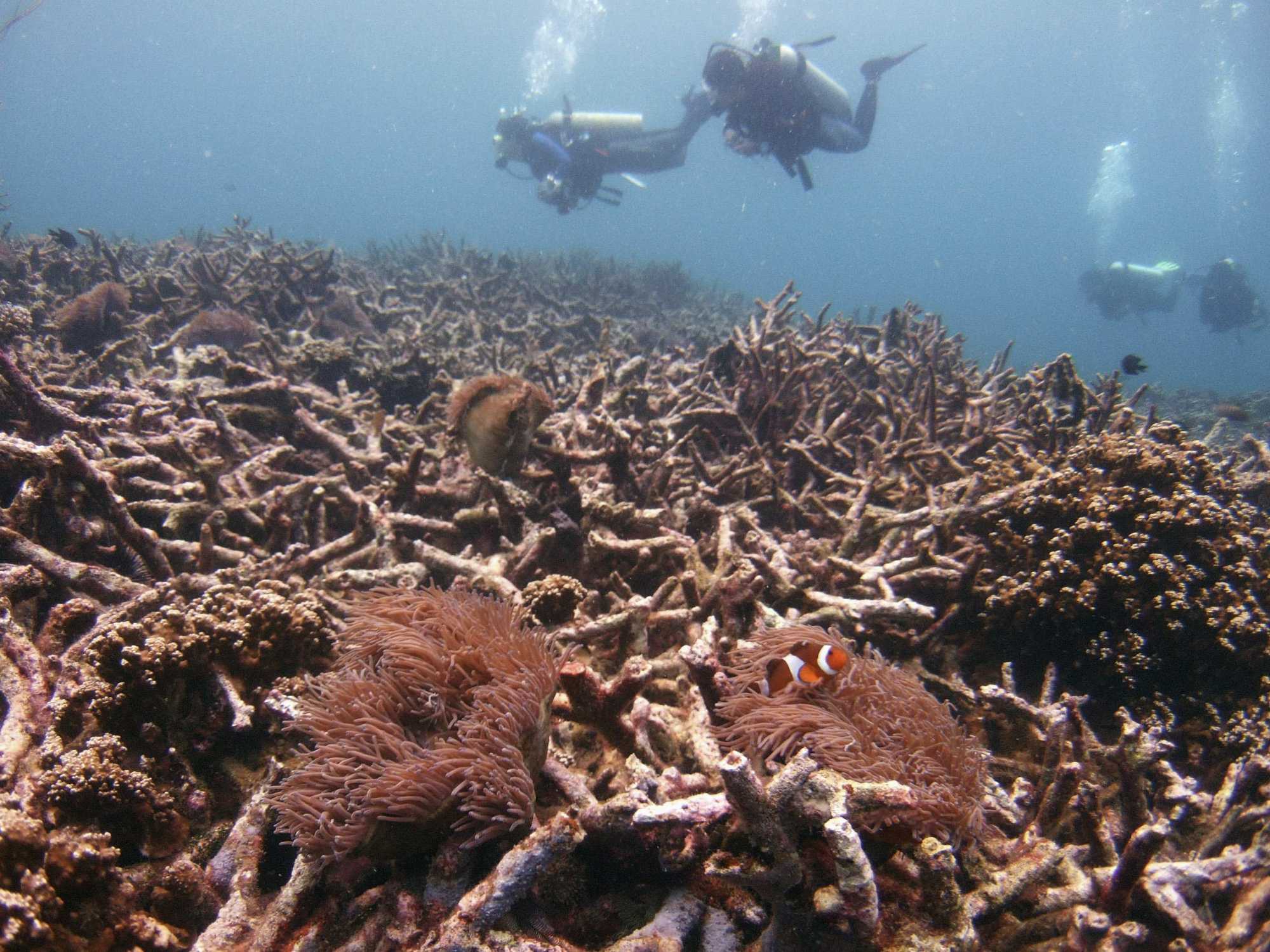 Damaged staghorn corals off Malaysia’s Tioman island. France is aiming to get more countries to ratify the High Seas Treaty. Photo: Reuters Damaged staghorn corals off Malaysia’s Tioman island. France is aiming to get more countries to ratify the High Seas Treaty. Photo: Reuters