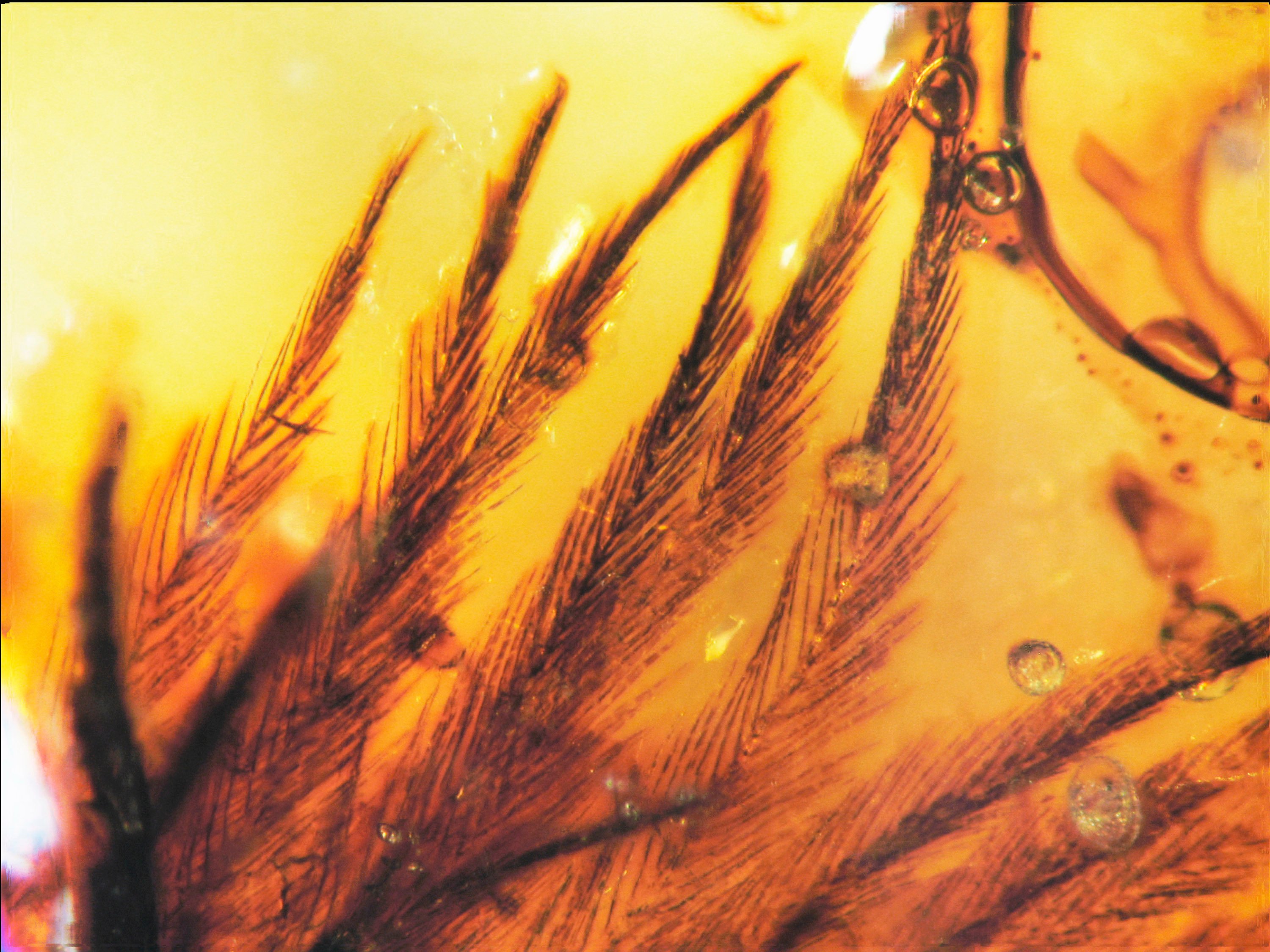 Fossils preserved in amber offer a unique opportunity to study soft structures, as objects stuck in the hardened tree resin remain trapped in time. Photo: AP/Science