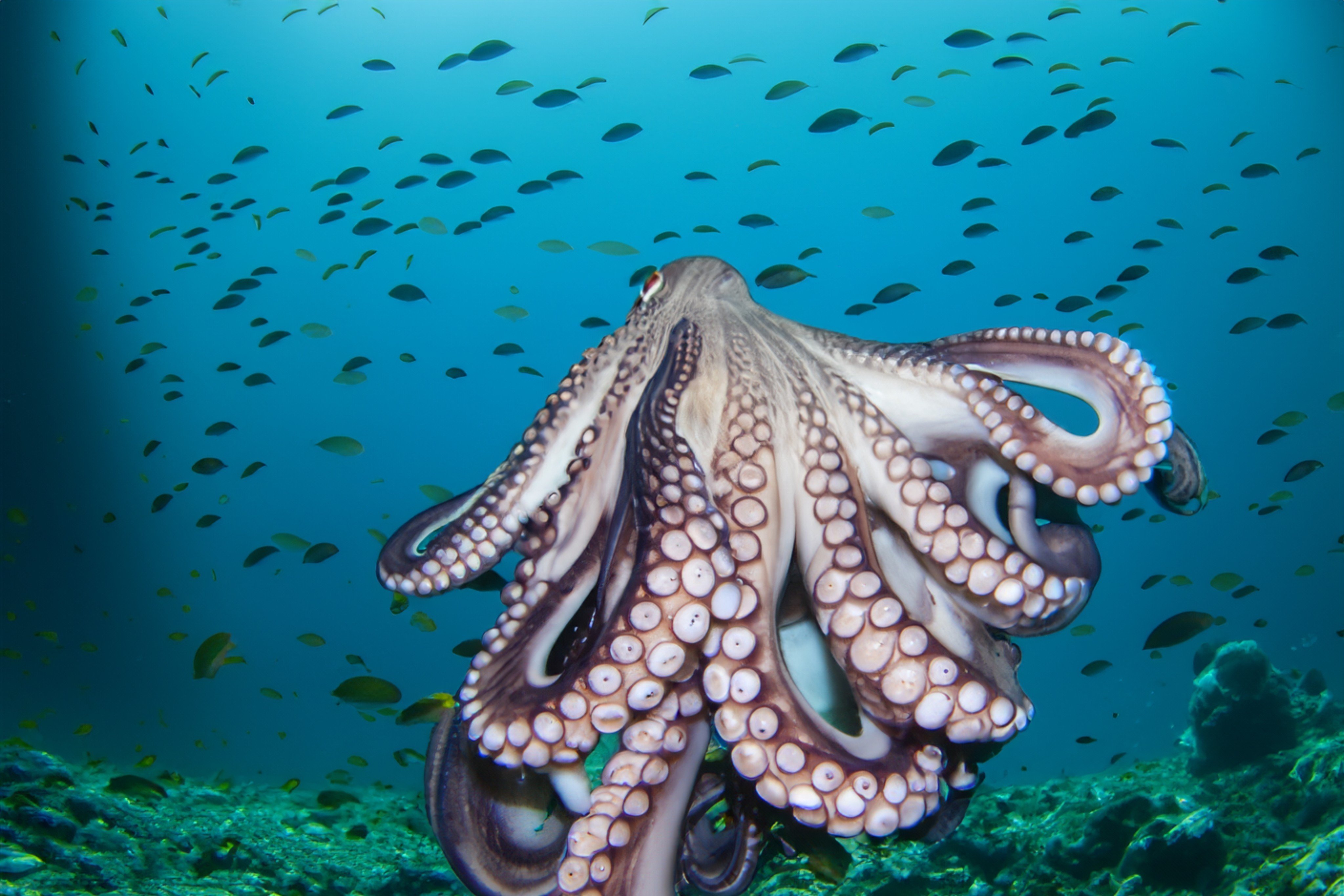 The High Seas Treaty, aimed at protecting marine life in international waters, requires ratification by at least 60 countries for it to take effect. Photo: Shutterstock