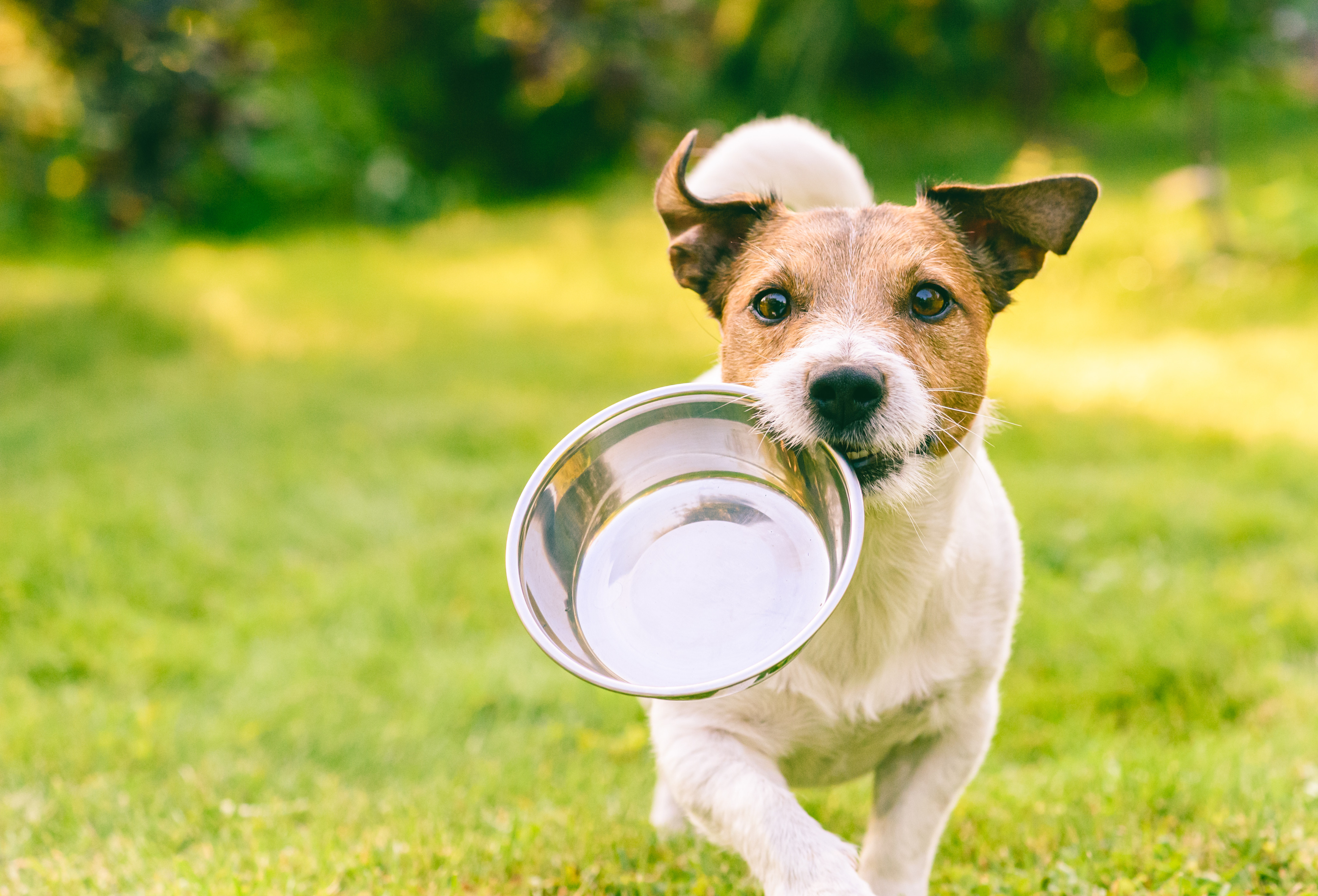 choose the best dog food depending on your pet’s age, size, breed and particular needs. Photo: Shutterstock