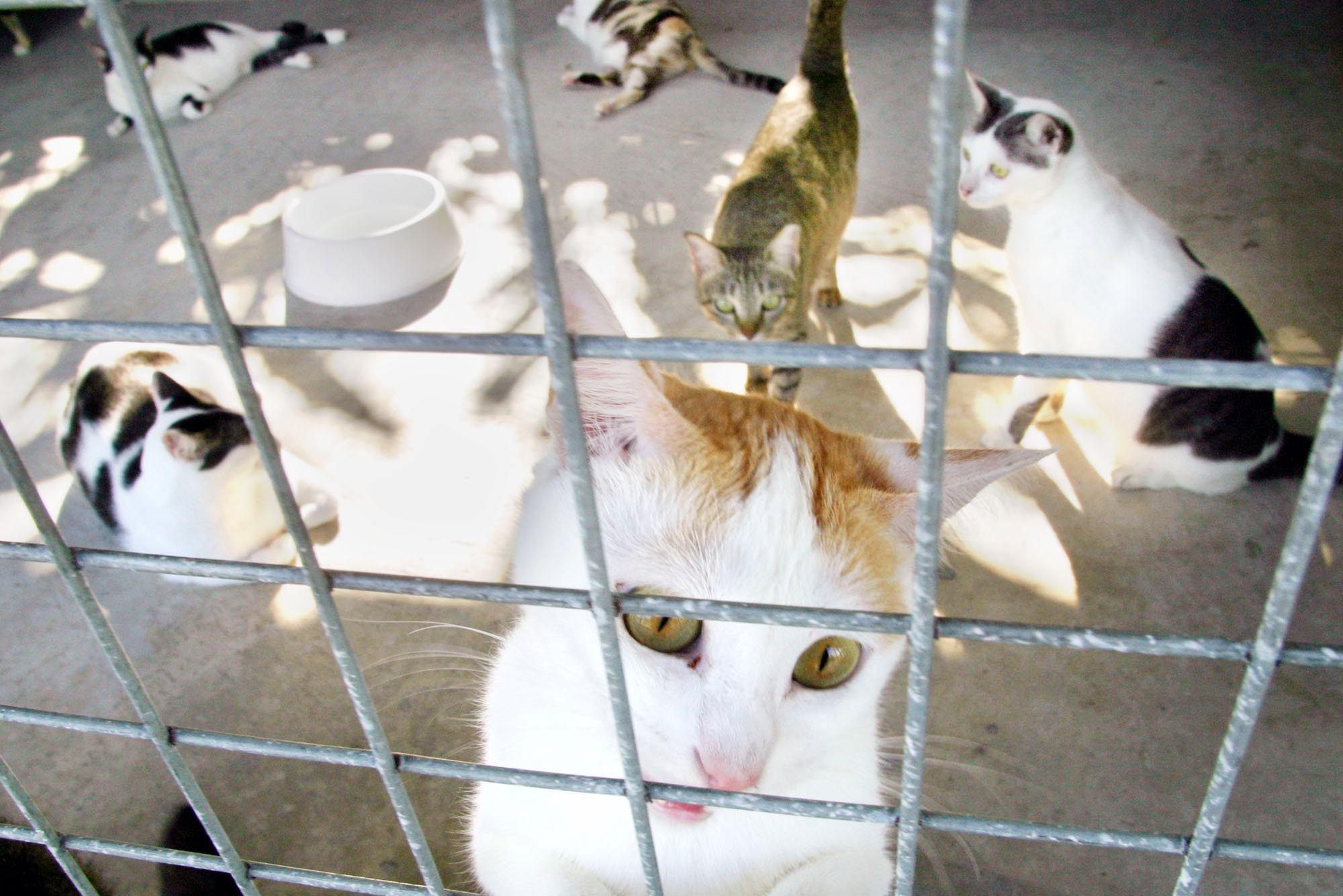 Stray cats that were rounded up amid a government-run euthanasia programme in Singapore in 2003. Photo: AP Stray cats that were rounded up amid a government-run euthanasia programme in Singapore in 2003. Photo: AP