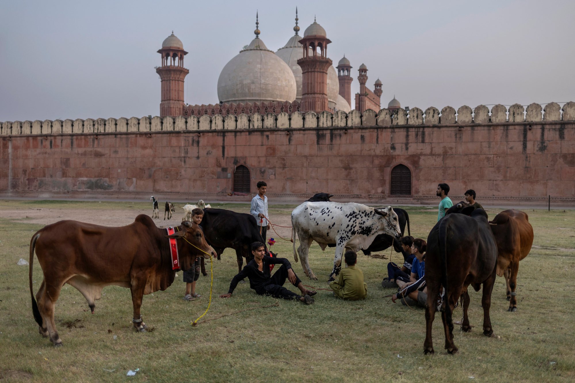 Sacrificial cattle paraded around the Badshahi mosque in Lahore ahead of the Eid al-Adha holiday on Friday. Photo: Reuters Sacrificial cattle paraded around the Badshahi mosque in Lahore ahead of the Eid al-Adha holiday on Friday. Photo: Reuters