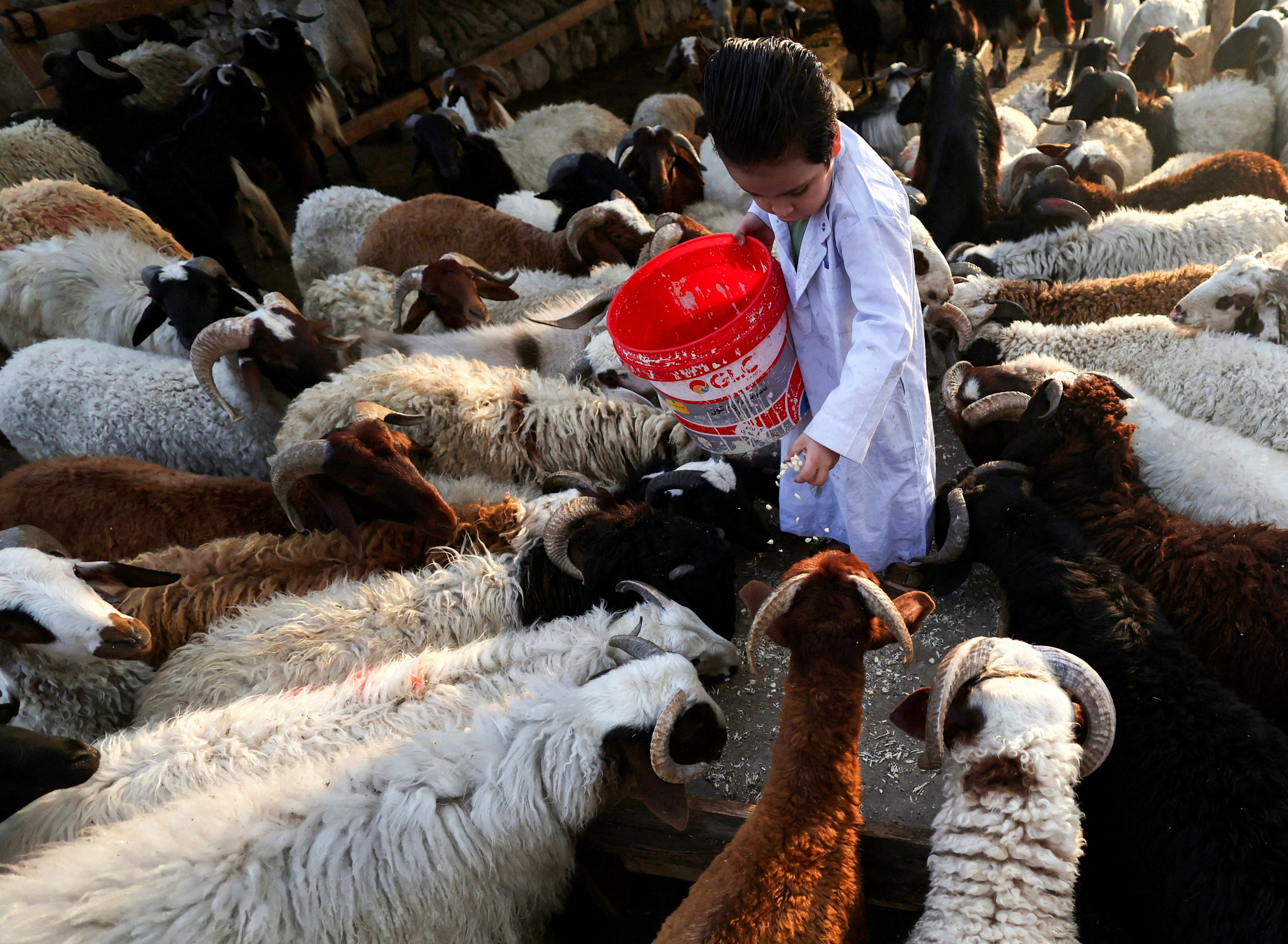 The son of an Egyptian vendor feeds sheep and goats at a cattle market in Cairo, Egypt on June 3. Eid ul-Adha commemorates the profound faith of the prophet Ibrahim, who was willing to sacrifice his son in submission to God’s will. Photo: Reuters