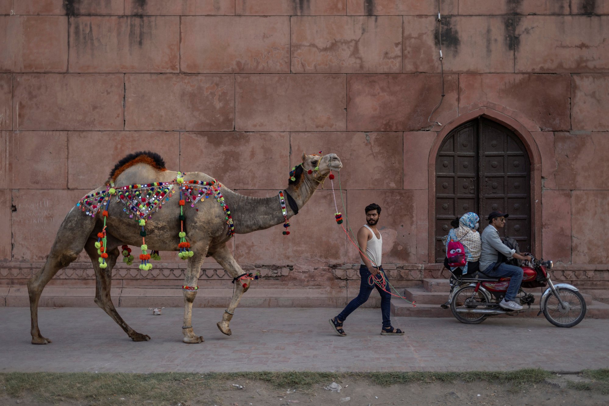 A sacrificial camel paraded at Badshahi mosque in Lahore ahead of the Eid al-Adha holiday on Friday. Photo: Reuters A sacrificial camel paraded at Badshahi mosque in Lahore ahead of the Eid al-Adha holiday on Friday. Photo: Reuters