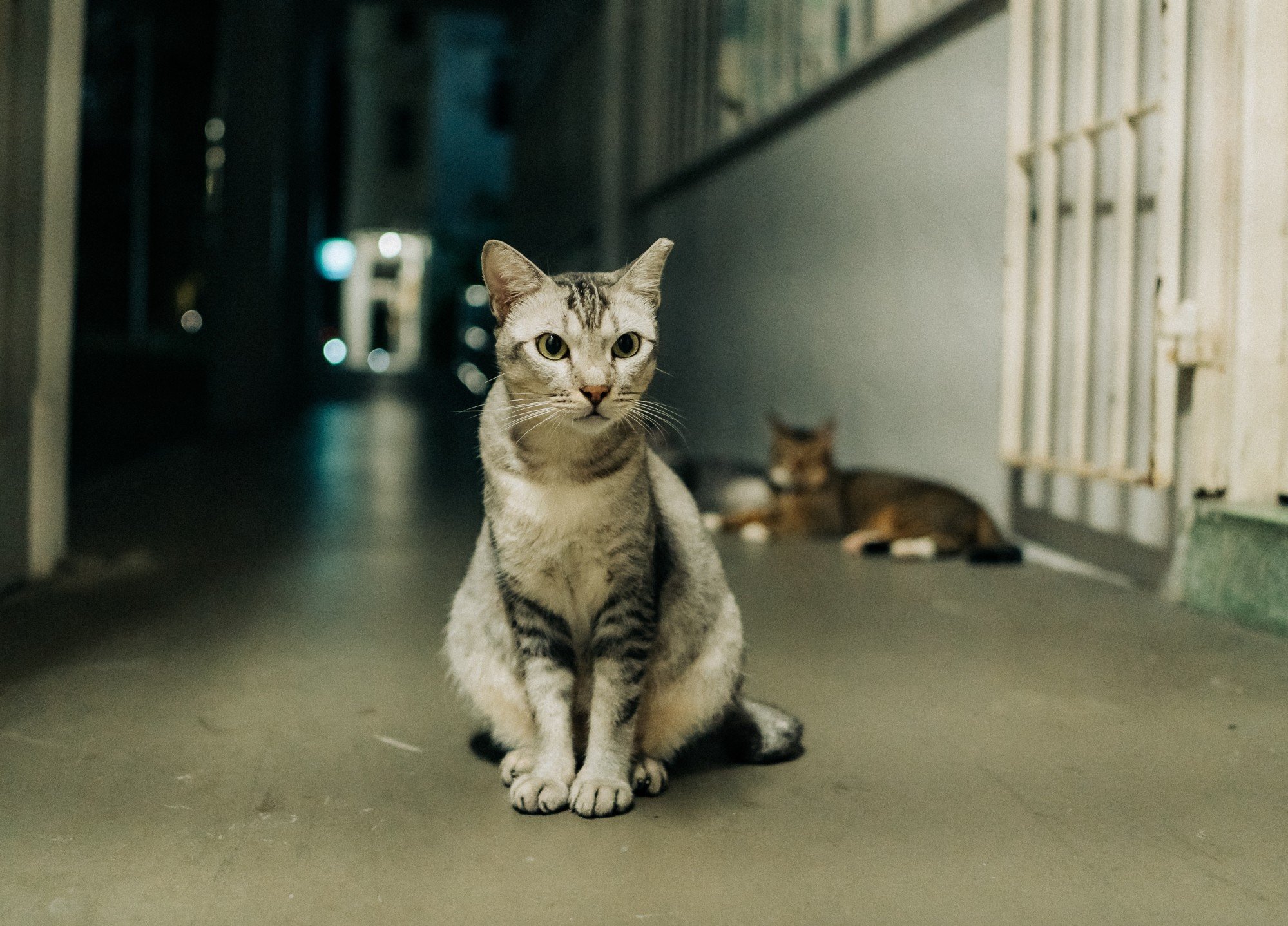 Two feral cats sit in front of a house in Singapore. Experts say cultivating compassion about animals’ pain can help reduce animal cruelty cases. Photo: Shutterstock Two feral cats sit in front of a house in Singapore. Experts say cultivating compassion about animals’ pain can help reduce animal cruelty cases. Photo: Shutterstock