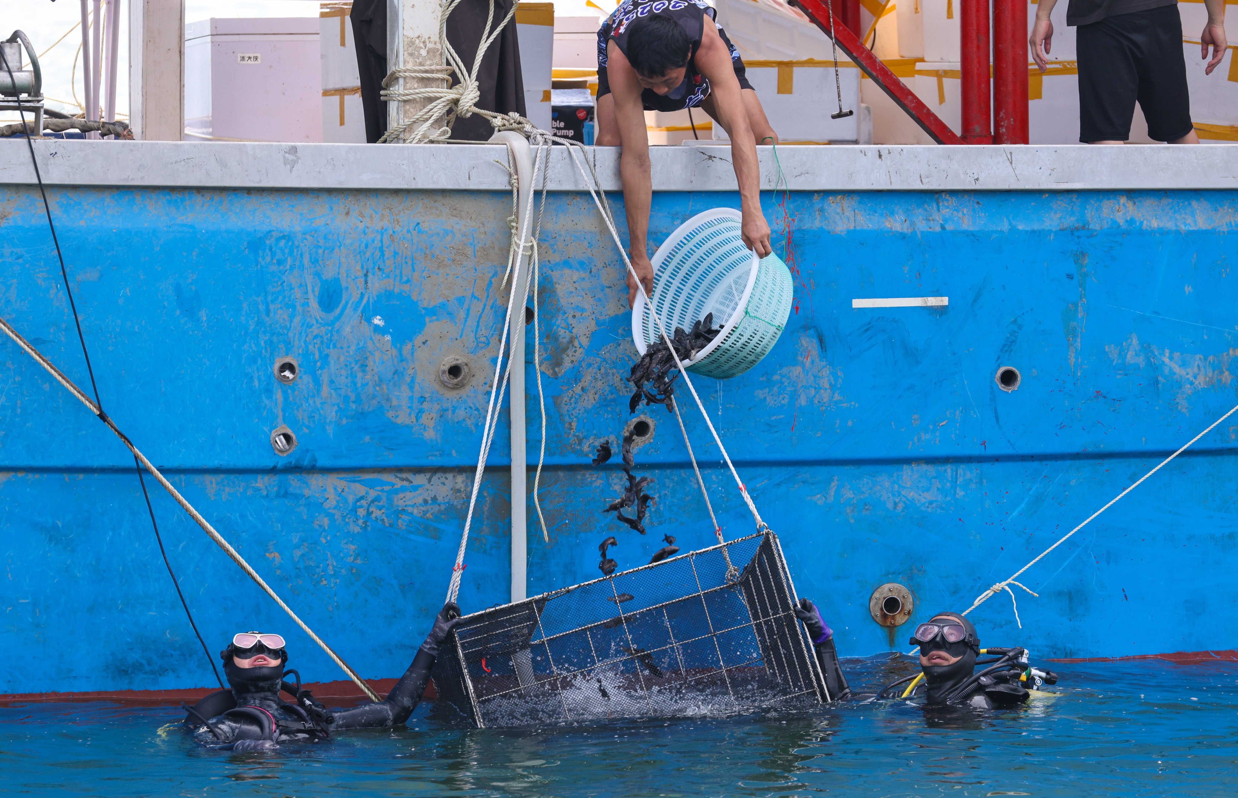 The Airport Authority releases juvenile fish into the waters to the west of the airport. Photo: Nora Tam