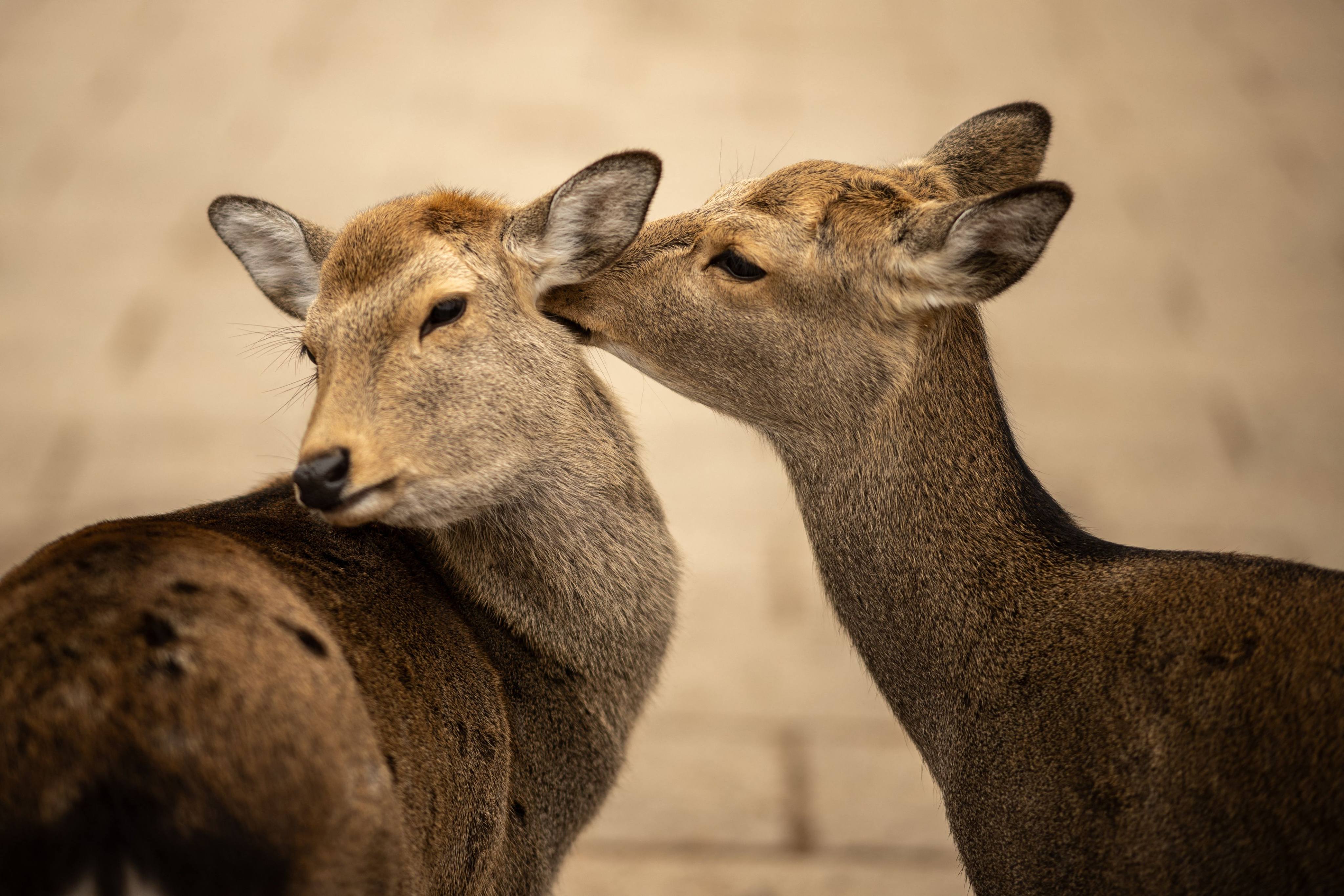 Deer play at Nara Park in Japan’s Nara prefecture. Photo: AFP