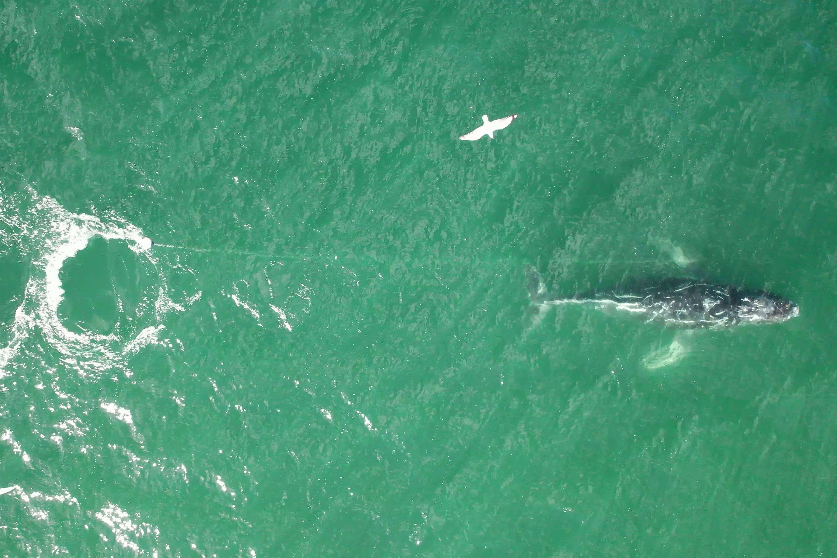A distressed humpback whale is seen tangled in a rope swimming south of Sydney Harbour. Photo/Clay Sweetman/ORRCA/AFP