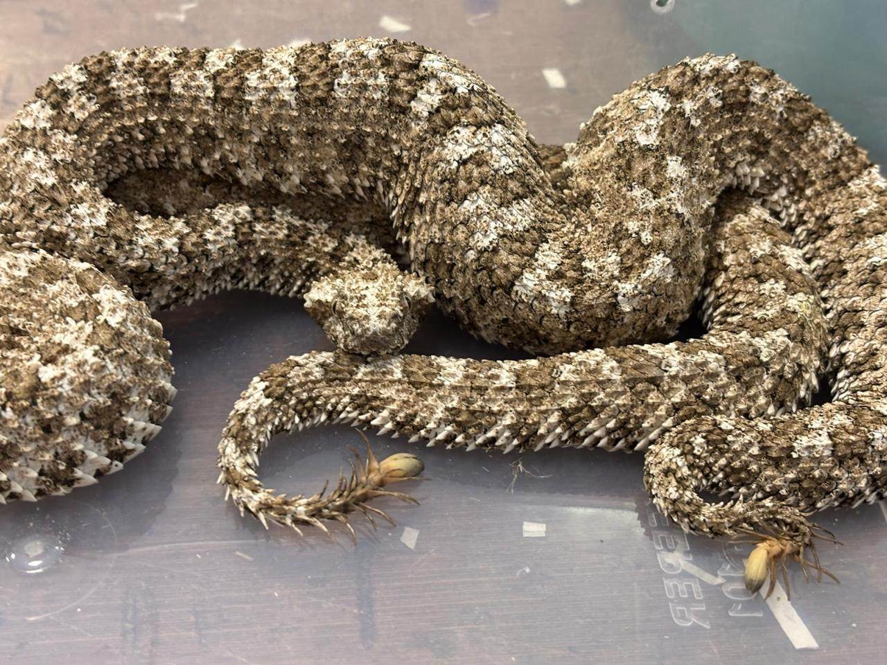 An Indian national who flew into Mumbai from Thailand on June 1 had three spider-tailed horned vipers stowed away in luggage. Photo: X / MumbaiCus3
