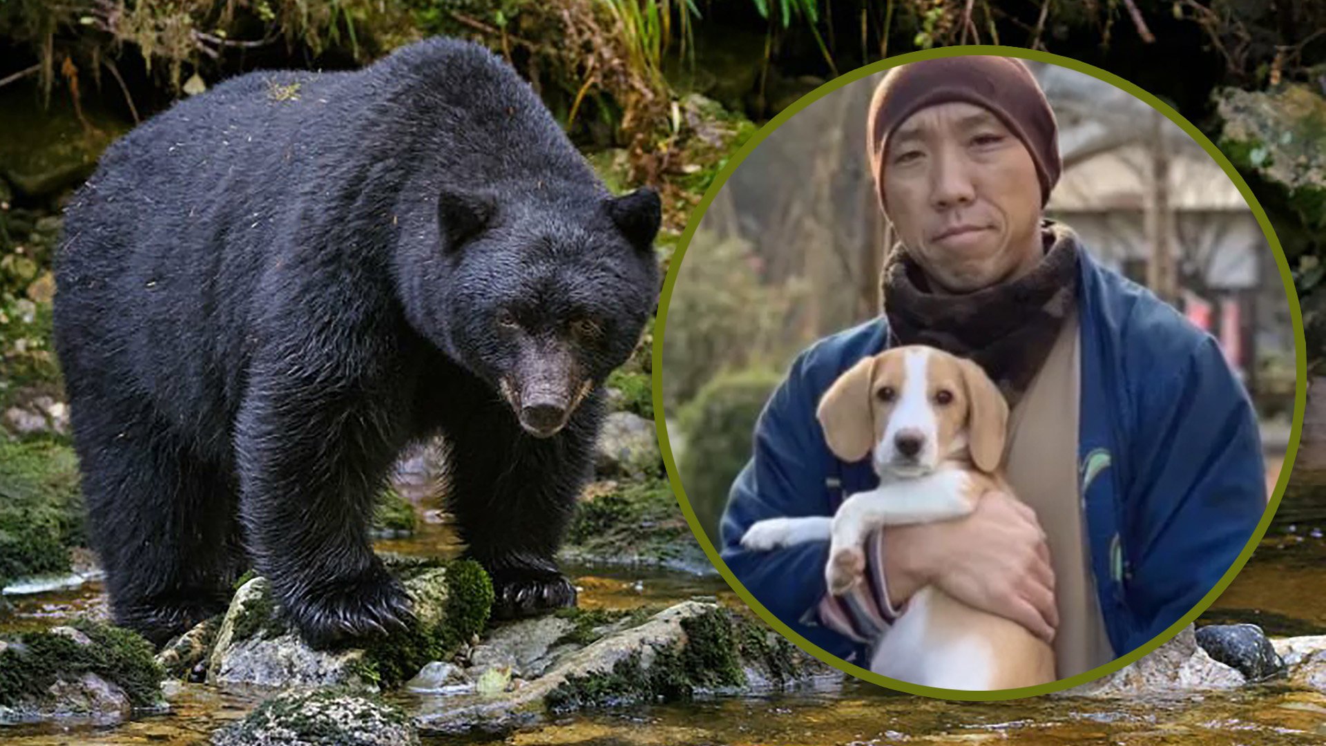 A Japanese monk took in an abandoned dog that was considered too noisy, and the canine later saved him from a fierce bear. Photo: SCMP composite/Shutterstock/QQ.com