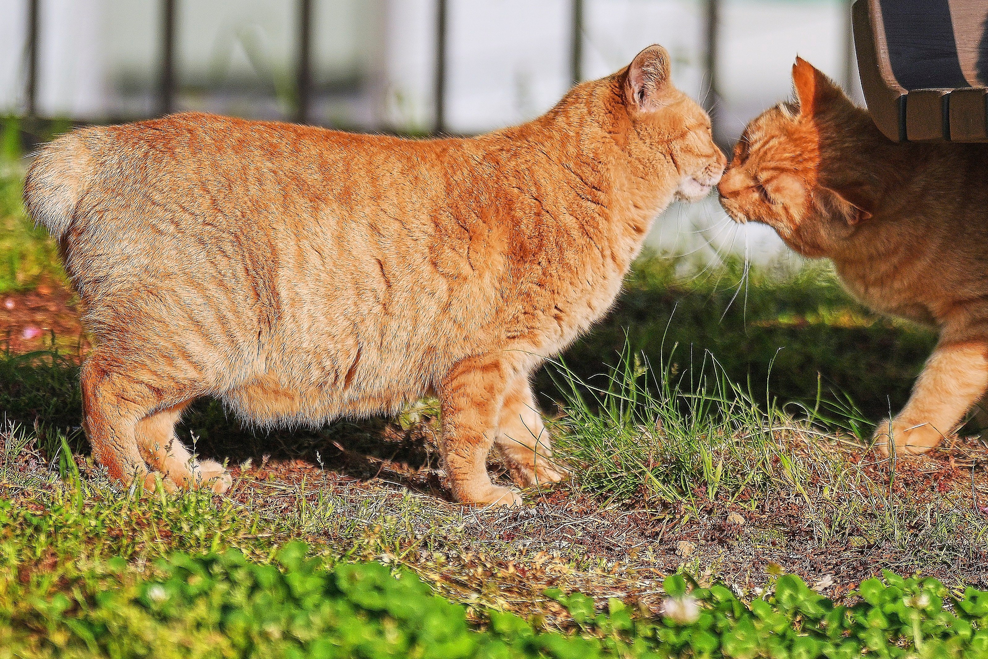 Bobtail cats relax at a park in Nagasaki in southern Japan. Photo: AP