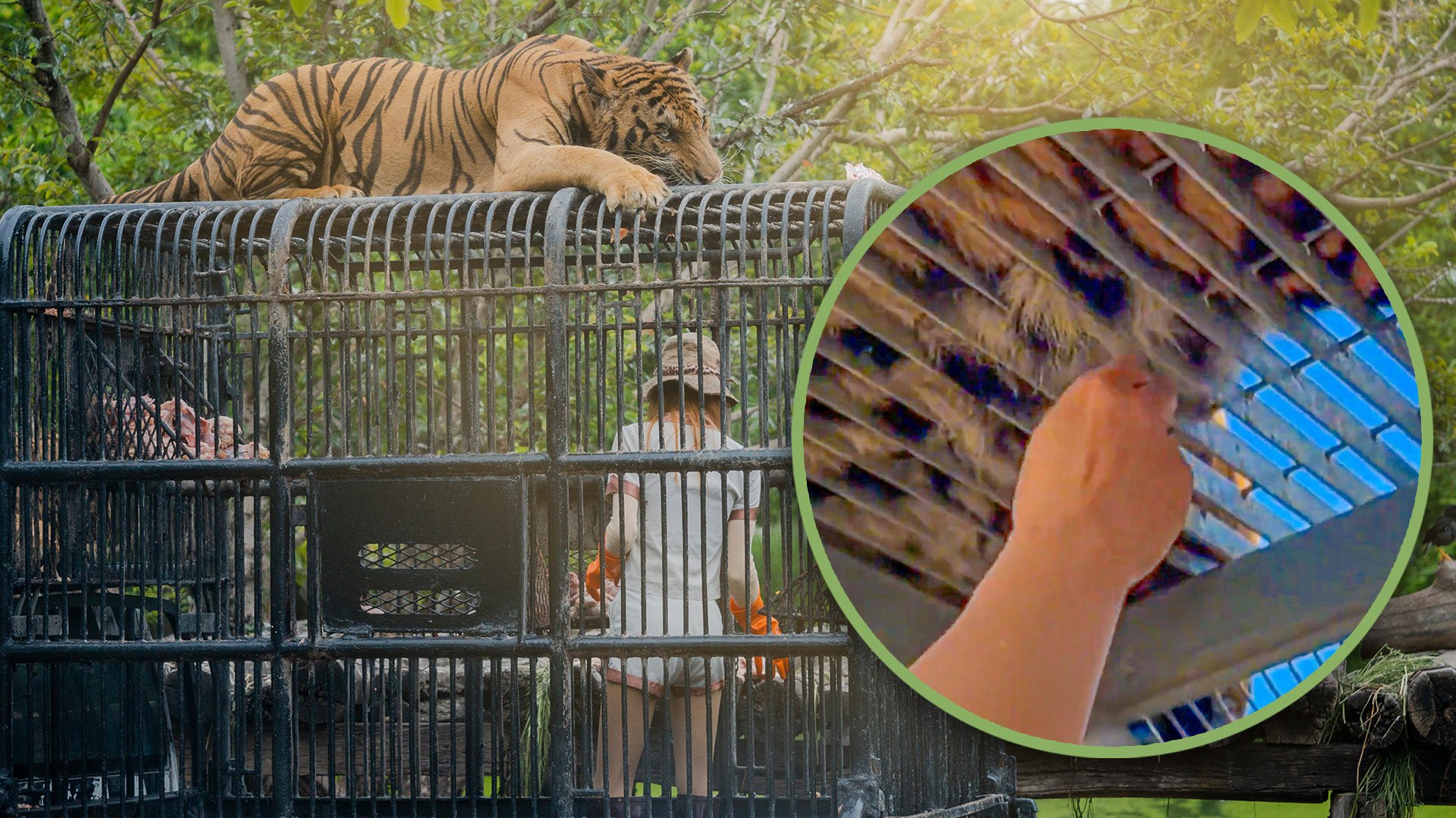 A group of zoo visitors in China has been condemned for pulling tufts of hair from a tiger for good luck and warned that doing so could provoke the animal. Photo: SCMP composite/Shutterstock/Douyin