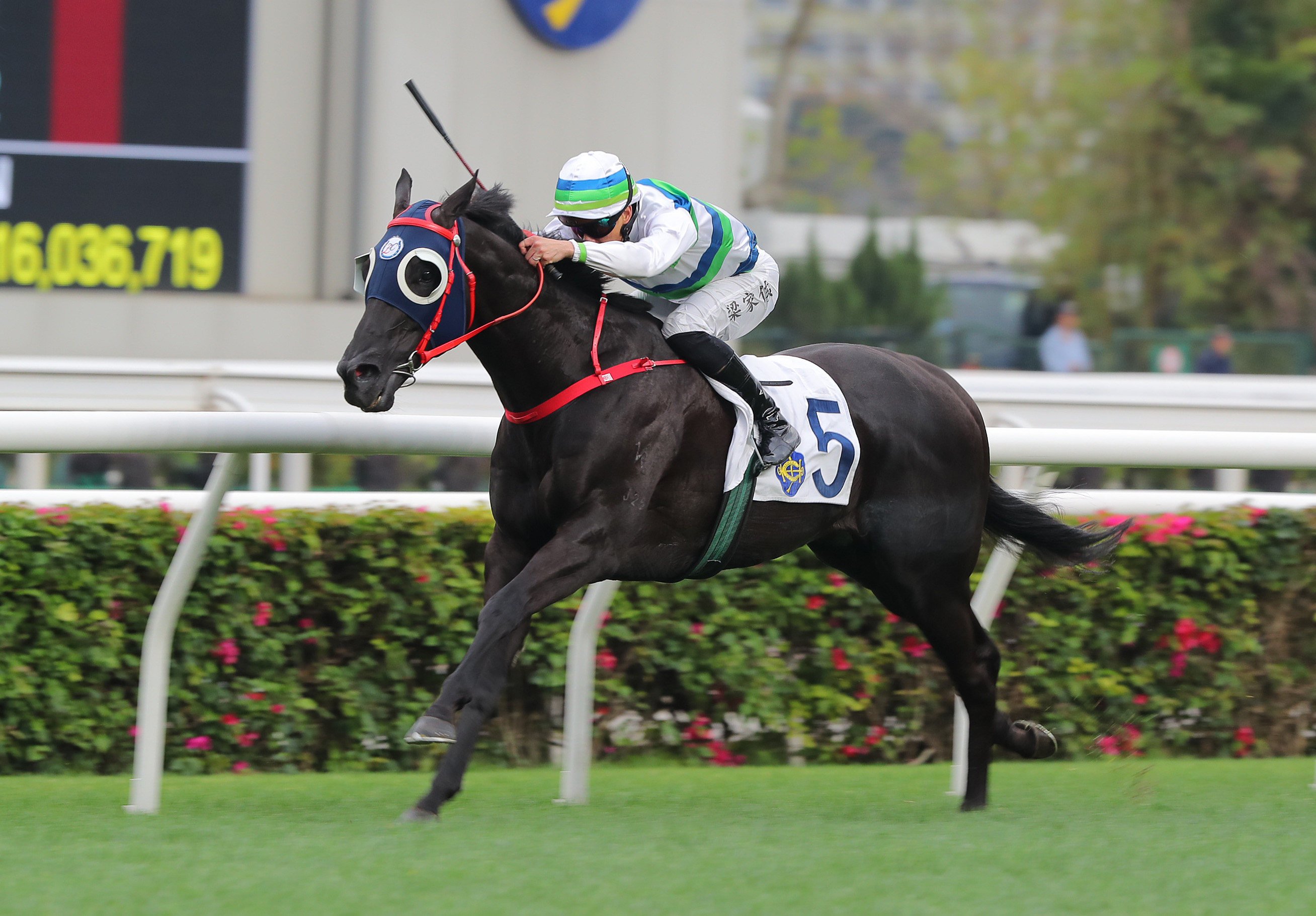 Derek Leung and Voyage Samurai in splendid isolation at Sha Tin. Photos: Kenneth Chan