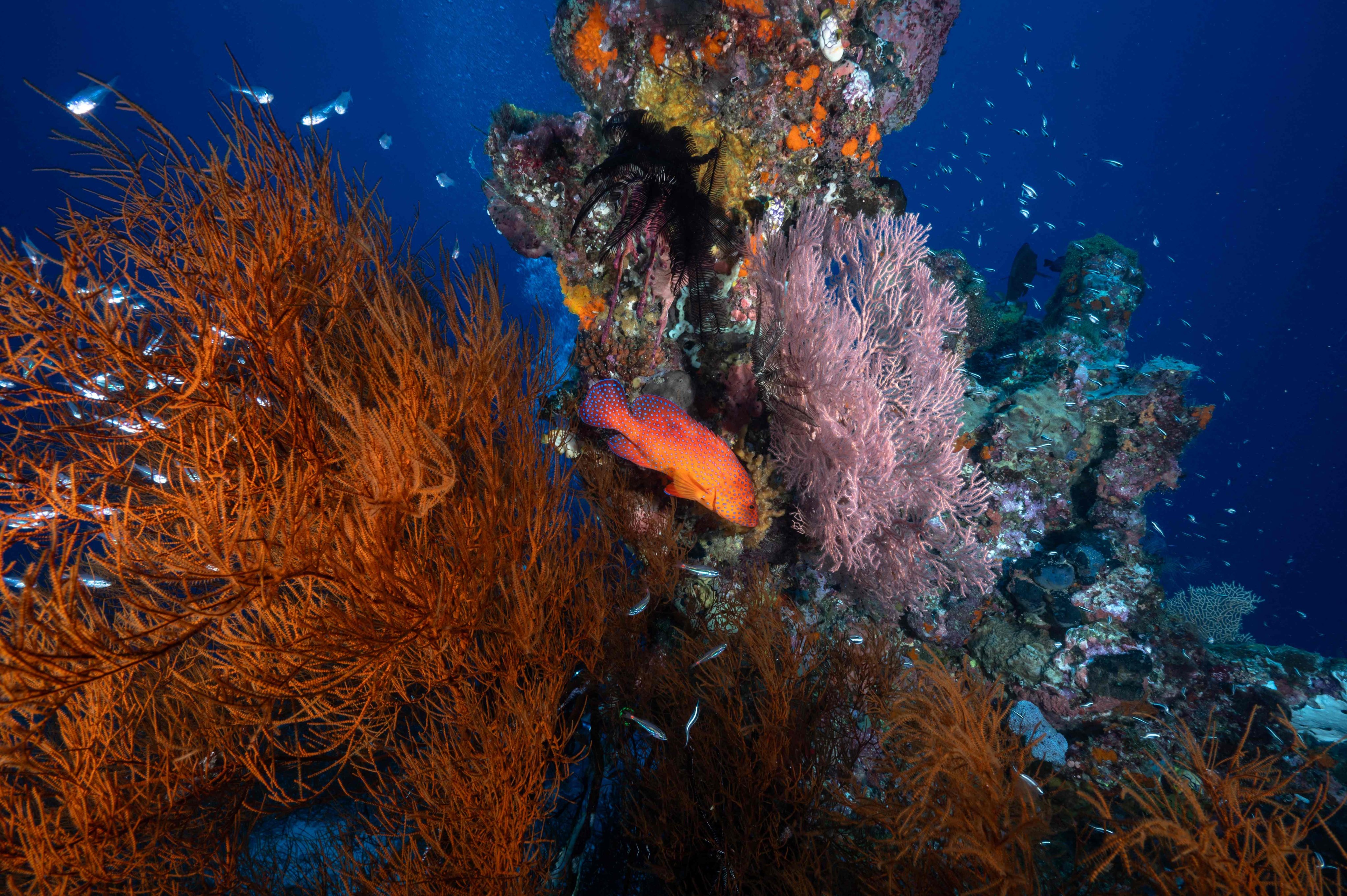 A leopard coral grouper and soft corals in the waters of the Raja Ampat Islands. Indonesia revoked permits on June 10 for four mining companies operating in Raja Ampat. Photo: AFP