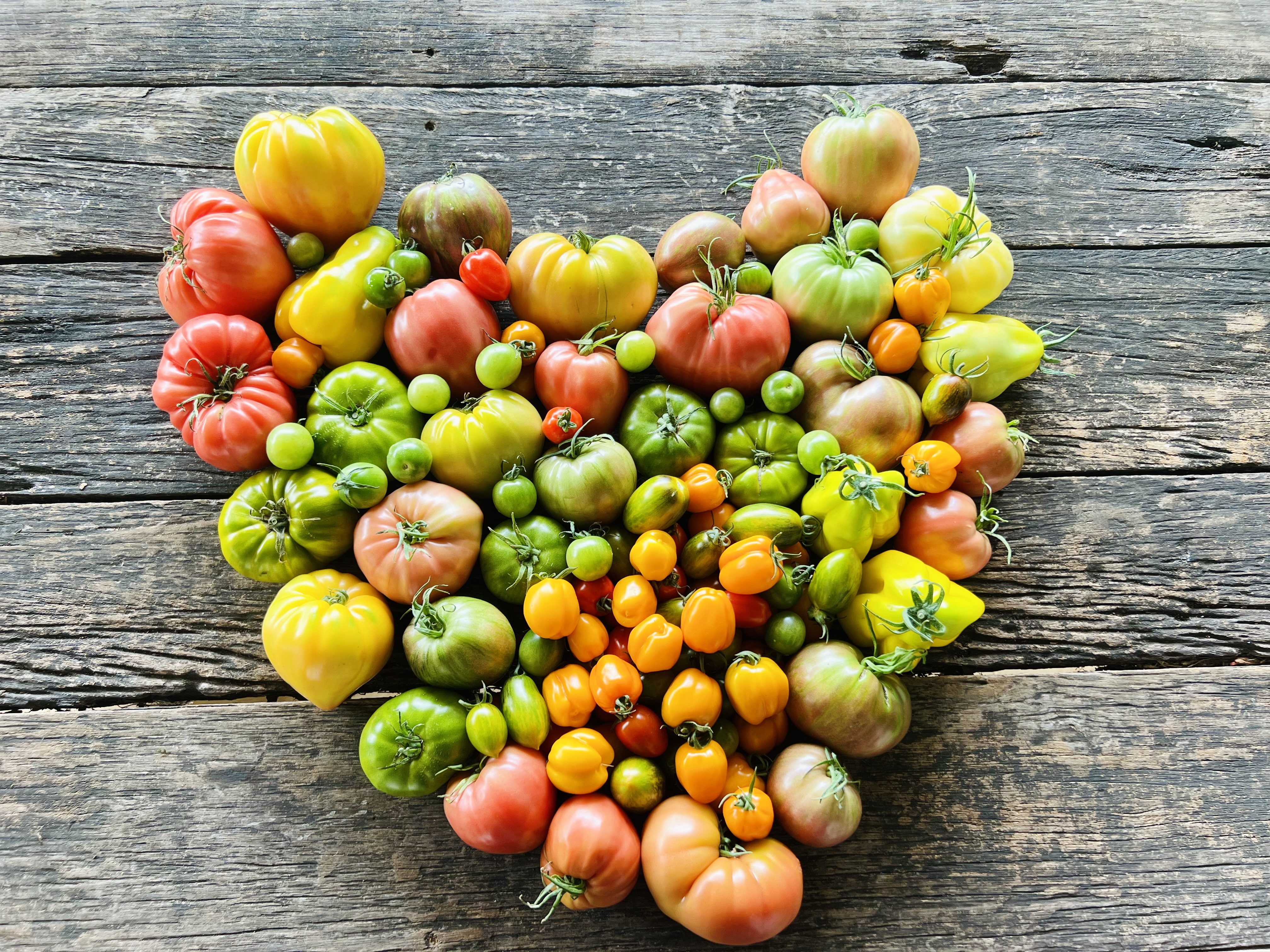 The tale of the tomato: how the antioxidant- and vitamin-rich vegetable made it to Michelin-starred restaurants the world over. Photo: Handout