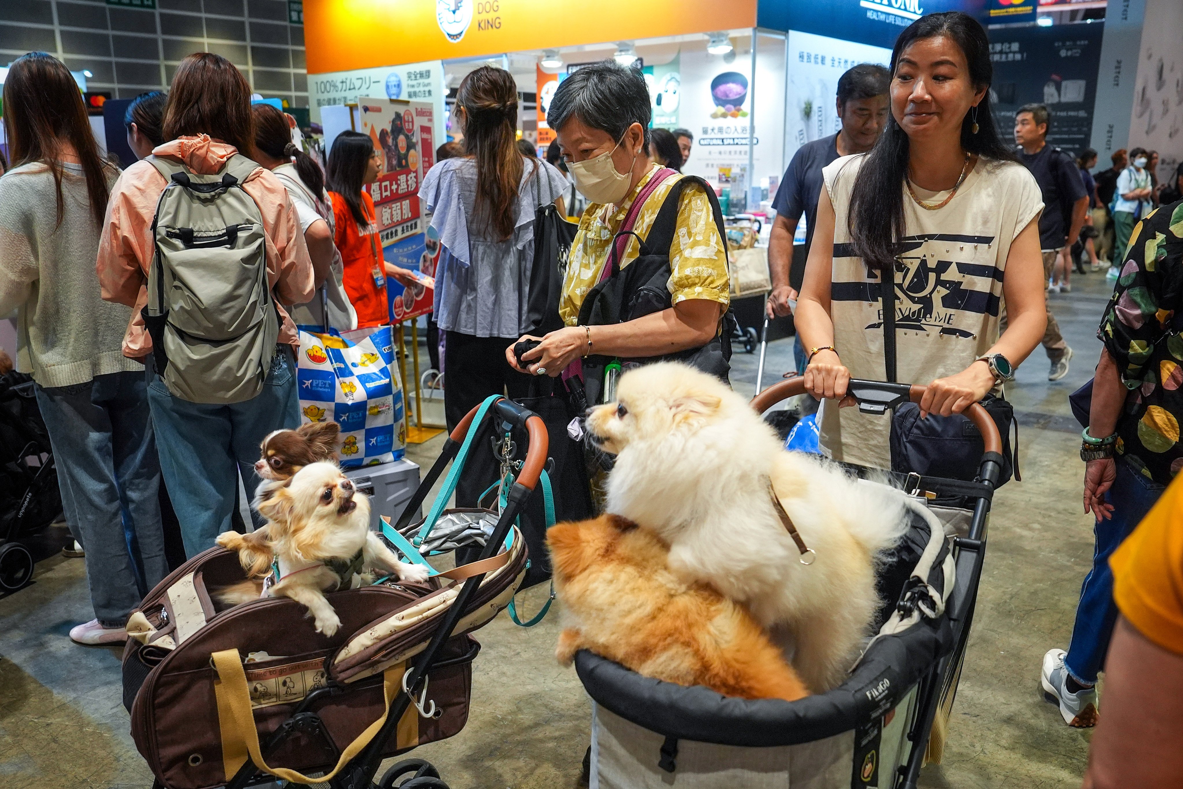 Hong Kong’s environment chief has ruled out relaxing the quarantine arrangements for imported pets. Photo: Elson Li