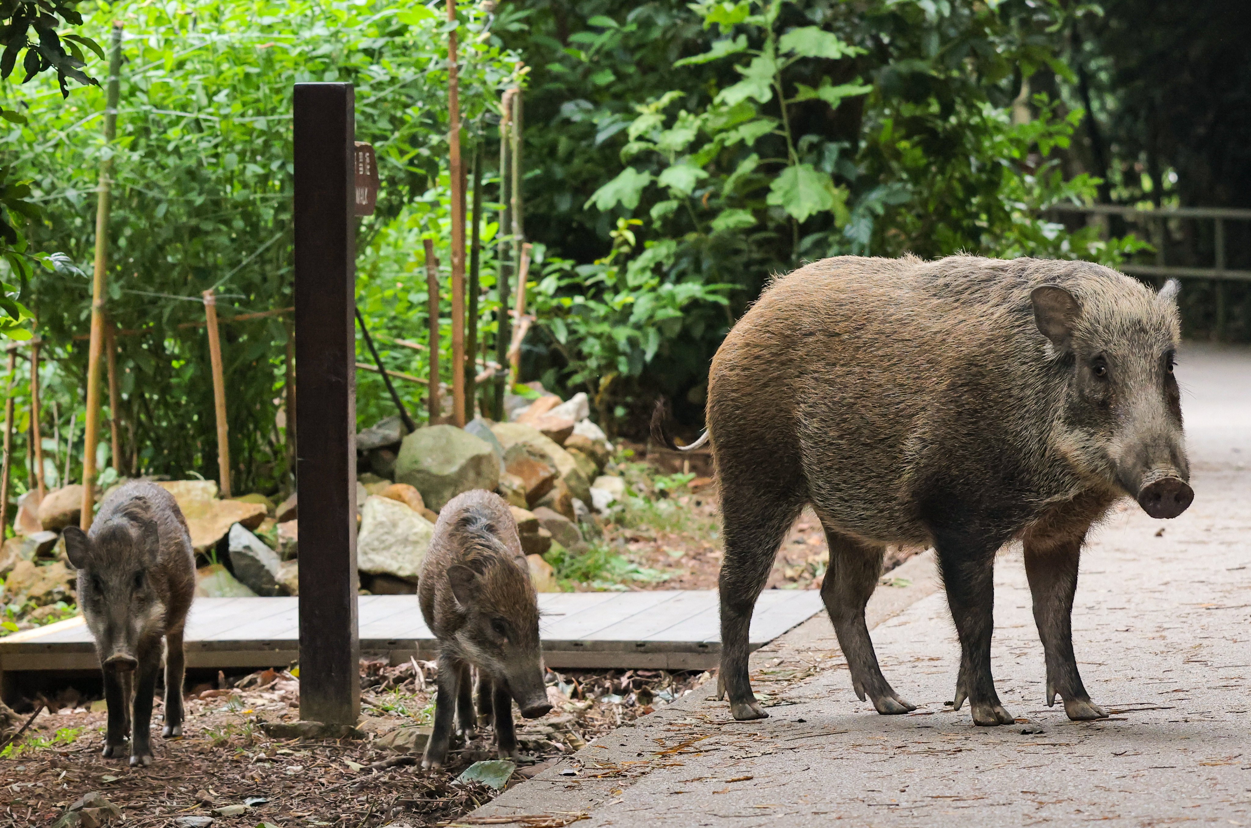 Wild boars foraging near barbecue pits at the Aberdeen Country Park in Hong Kong. Photo: Jelly Tse