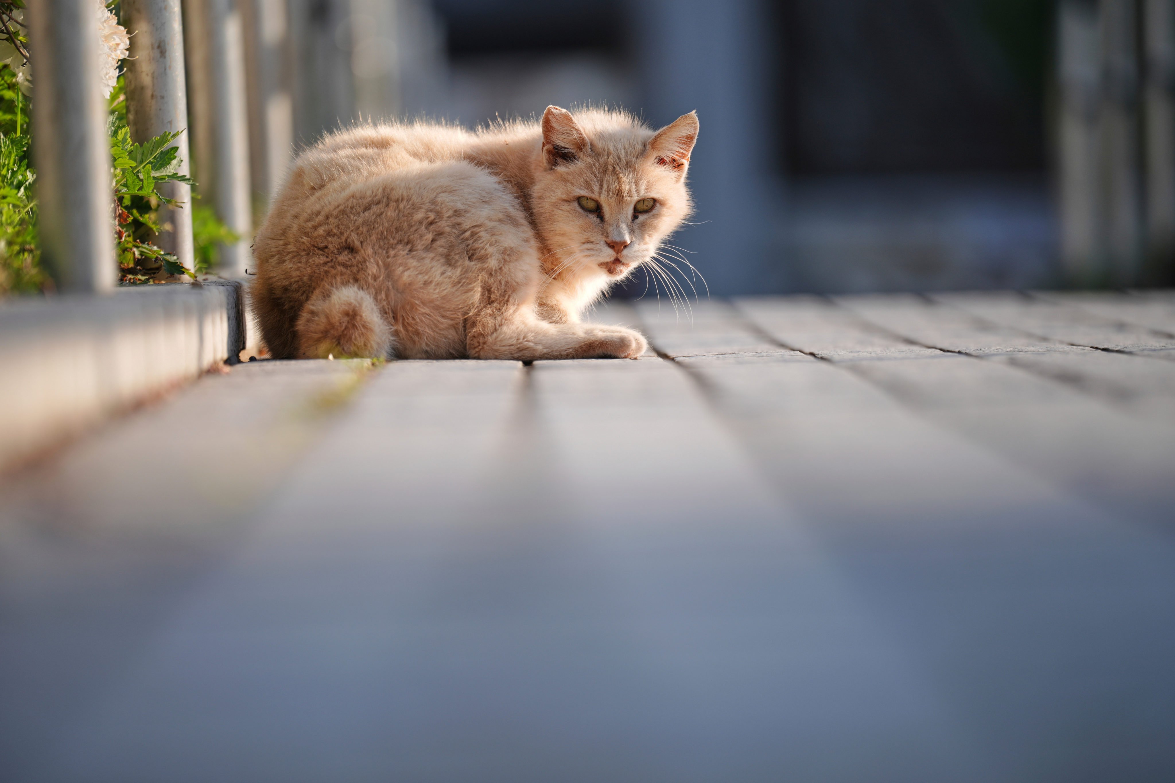 A stray bobtail cat rests at a park in Nagasaki, southern Japan. Photo: AP