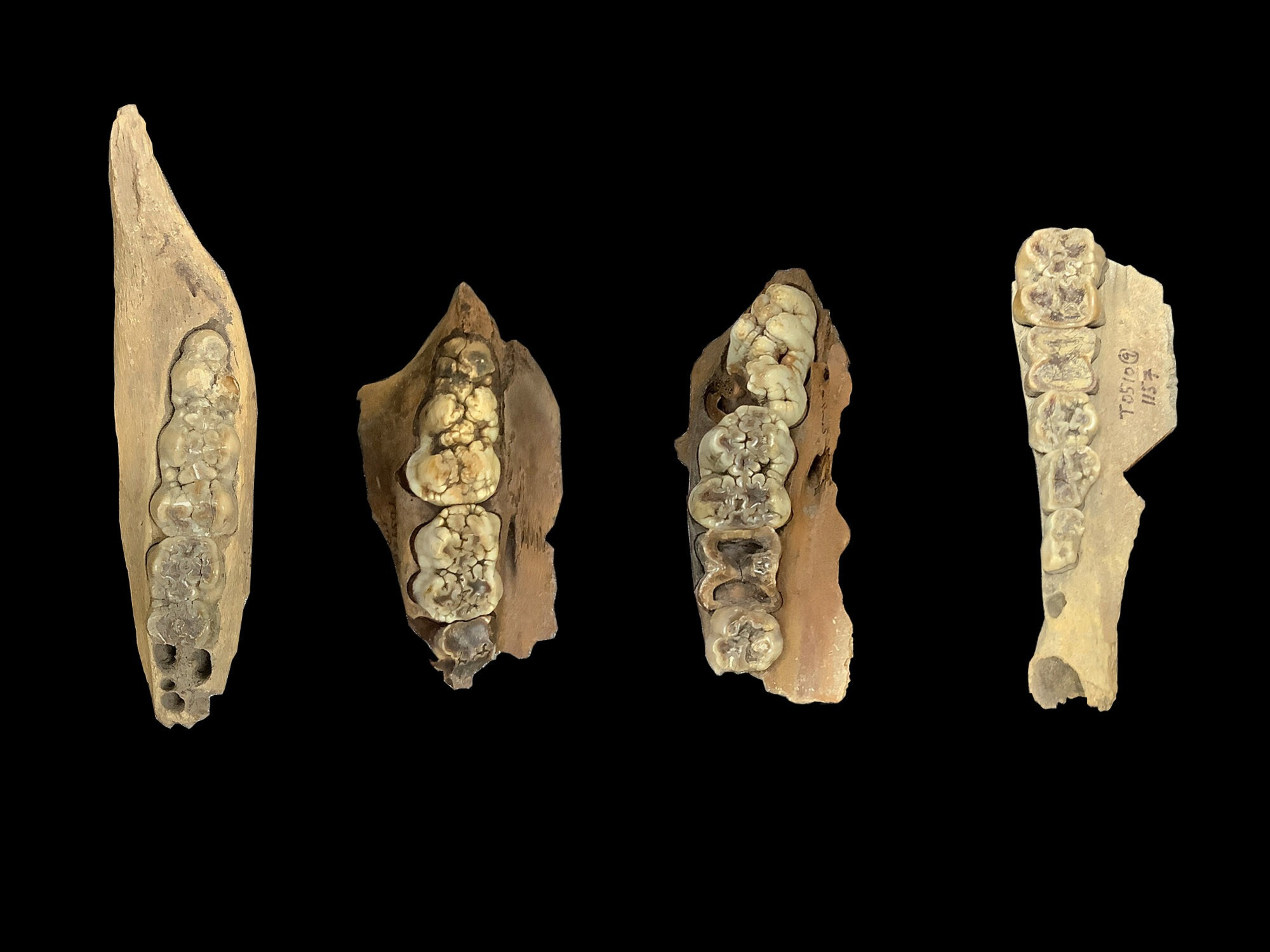 Examples of the pig molar teeth specimens that were analysed for the study. Credit: Jiajing Wang, Dartmouth College Examples of the pig molar teeth specimens that were analysed for the study. Credit: Jiajing Wang, Dartmouth College