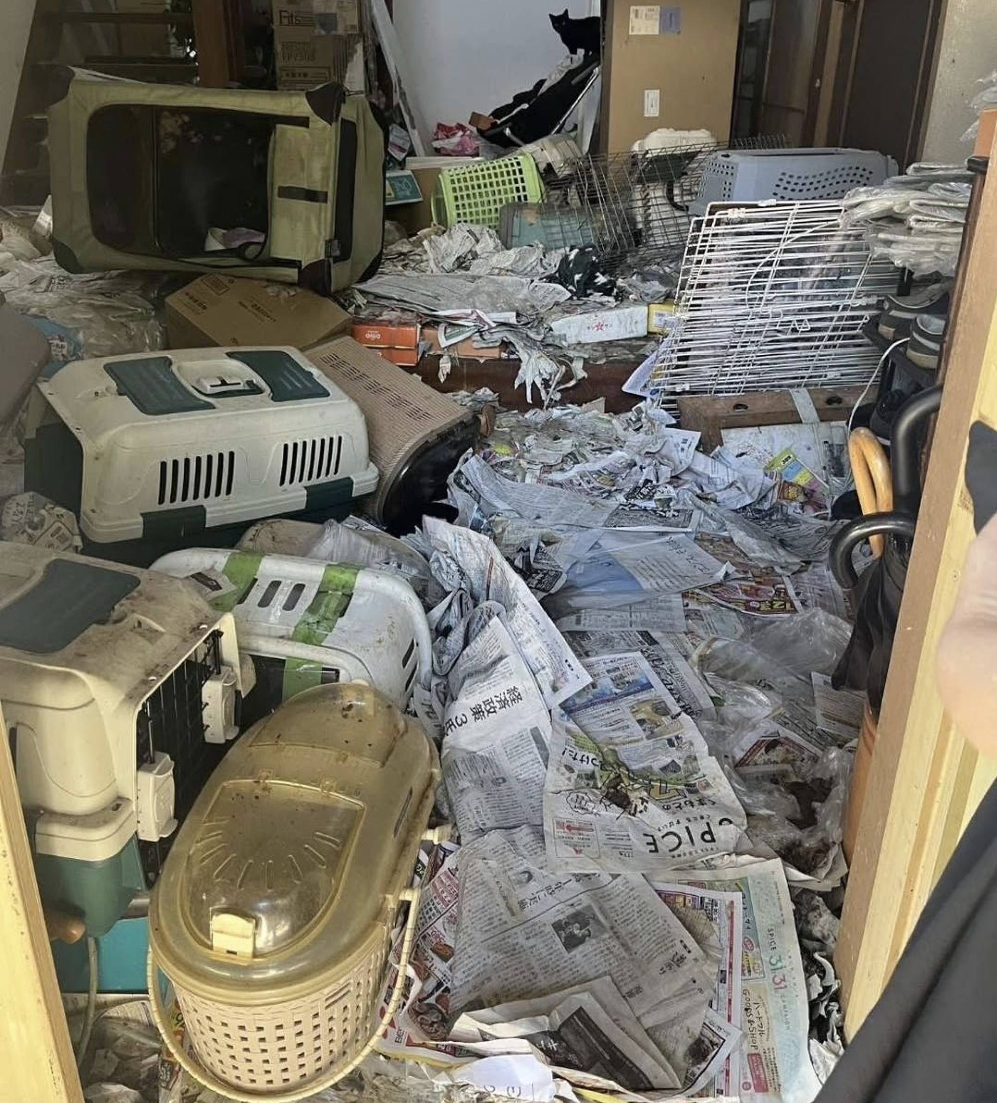 Around 150 dead cats were discovered in the squalid home of a woman who belonged to an animal welfare group in southwest Japan. Photo: Instagram/Animal Assist Senju