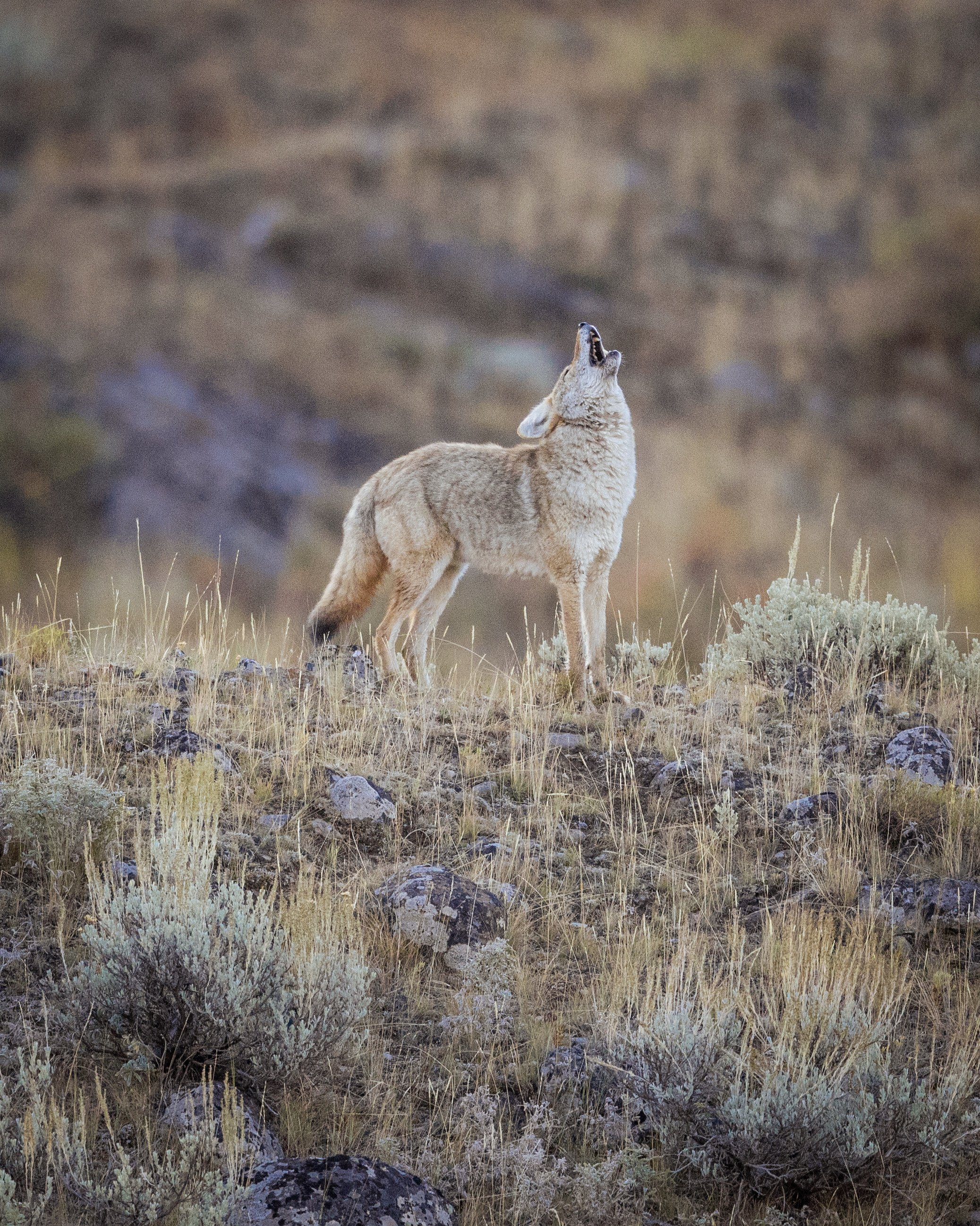 Coyotes, which come lower down the carnivore hierarchy than wolves, are a familiar sight in Yellowstone National Park. Photo: Daniel Allen